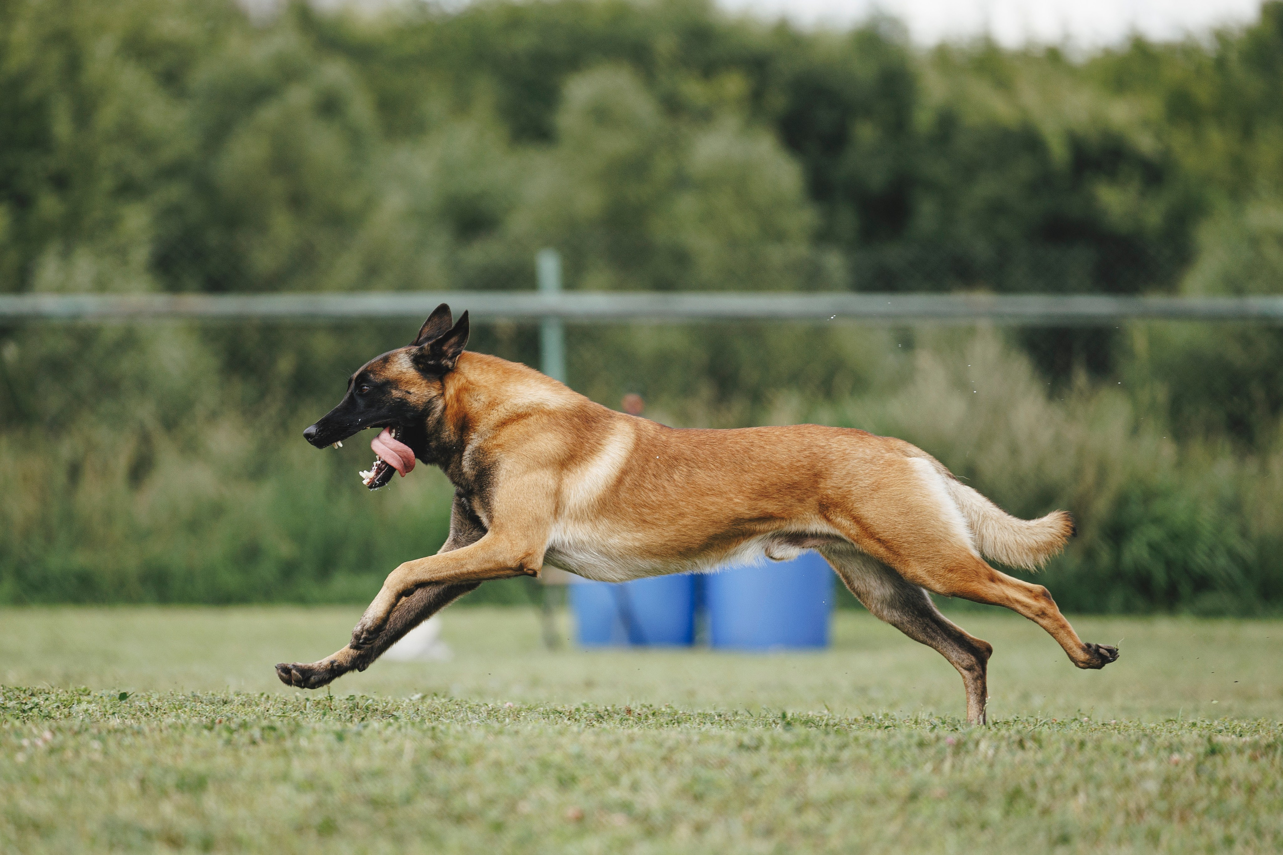 08.08.25-10.08.25 ЧР по мондьорингу г. Вологда. Фотограф-анималист Анна Маринич