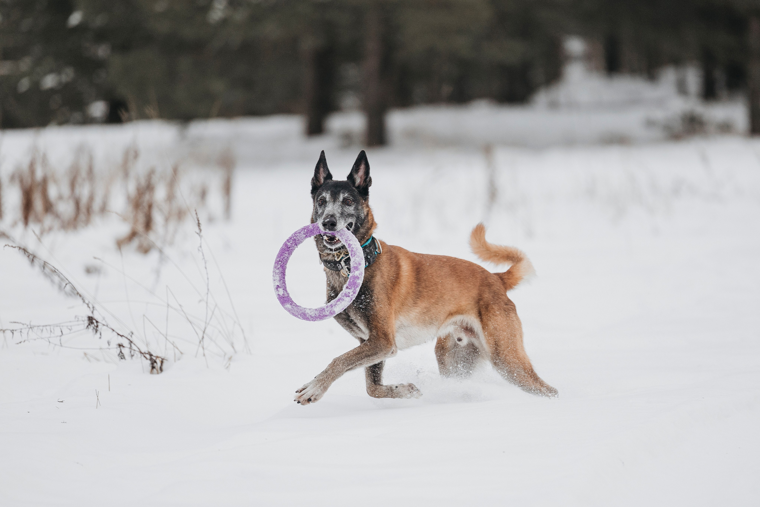 Даша, Омен, Айс и Рицу. Фотограф-анималист Анна Маринич