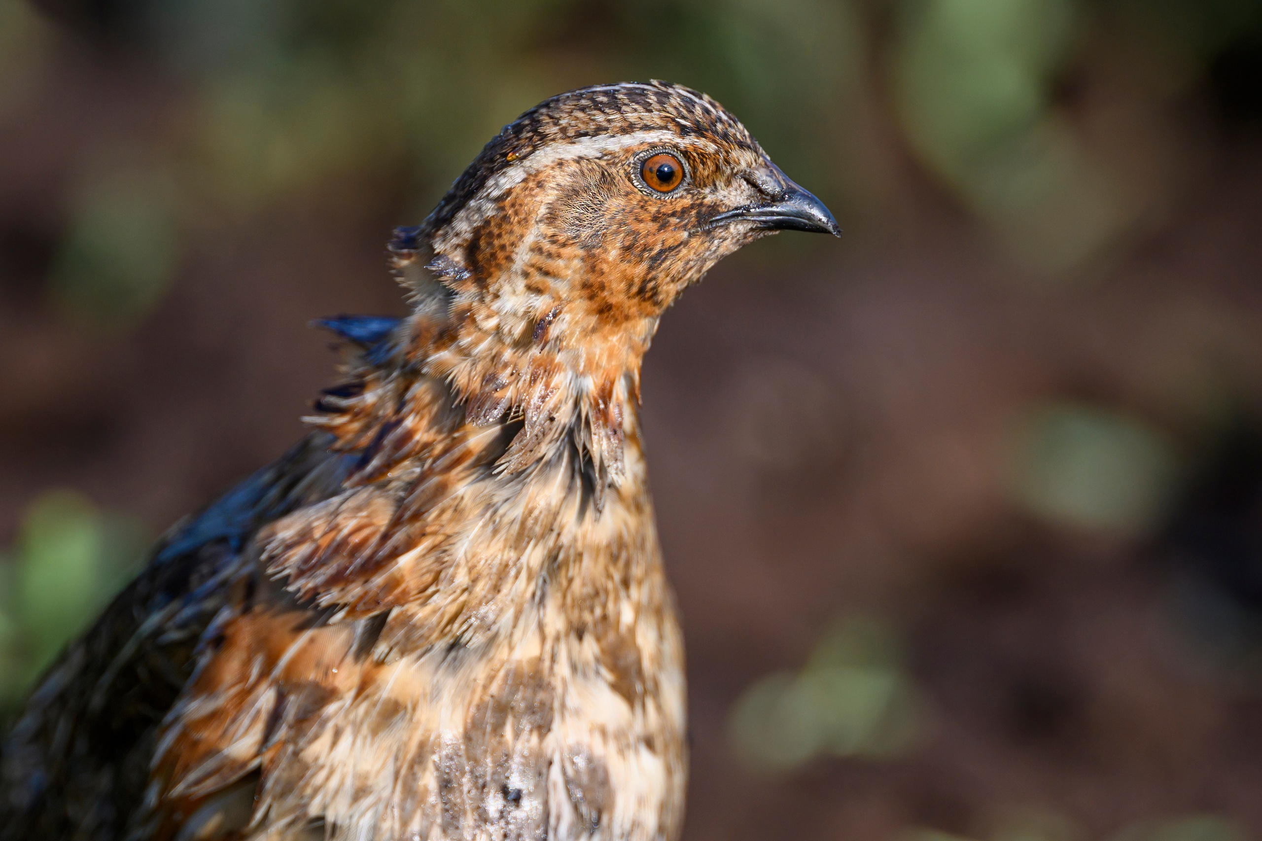 Перепел. Wildlife photography by Sergey Puponin