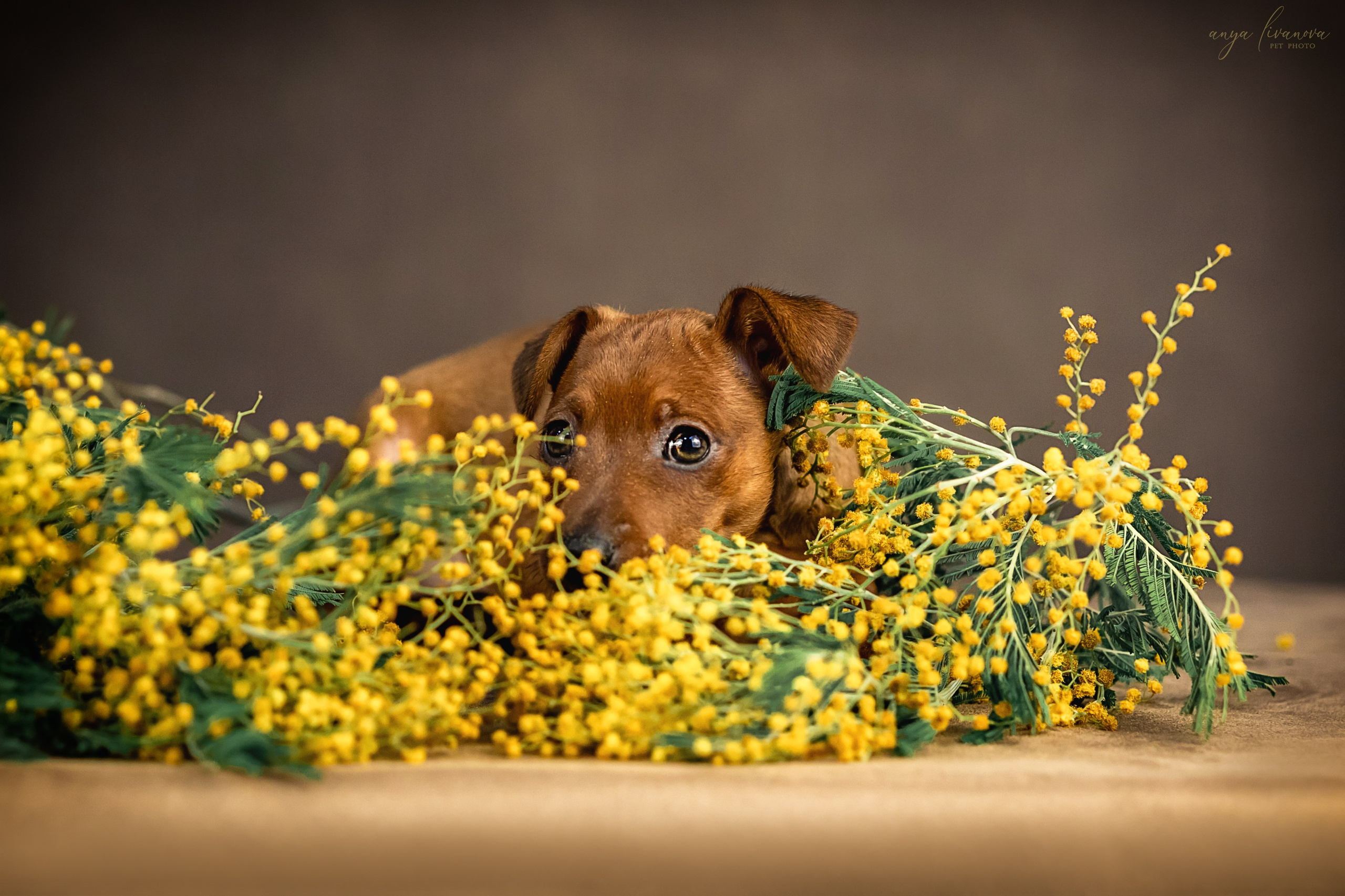 Пинчеры в мимозе. Фотограф анималист Аня Ливанова | Рыбинск