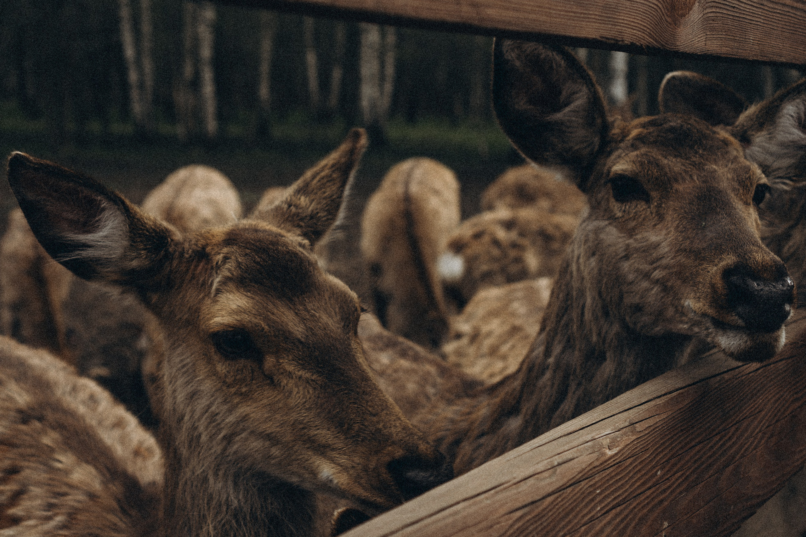 ОЛЕНЬЯ ФЕРМА В ТВЕРИ. Профессиональный фотограф, Санкт-Петербург — Виктория Богомолова