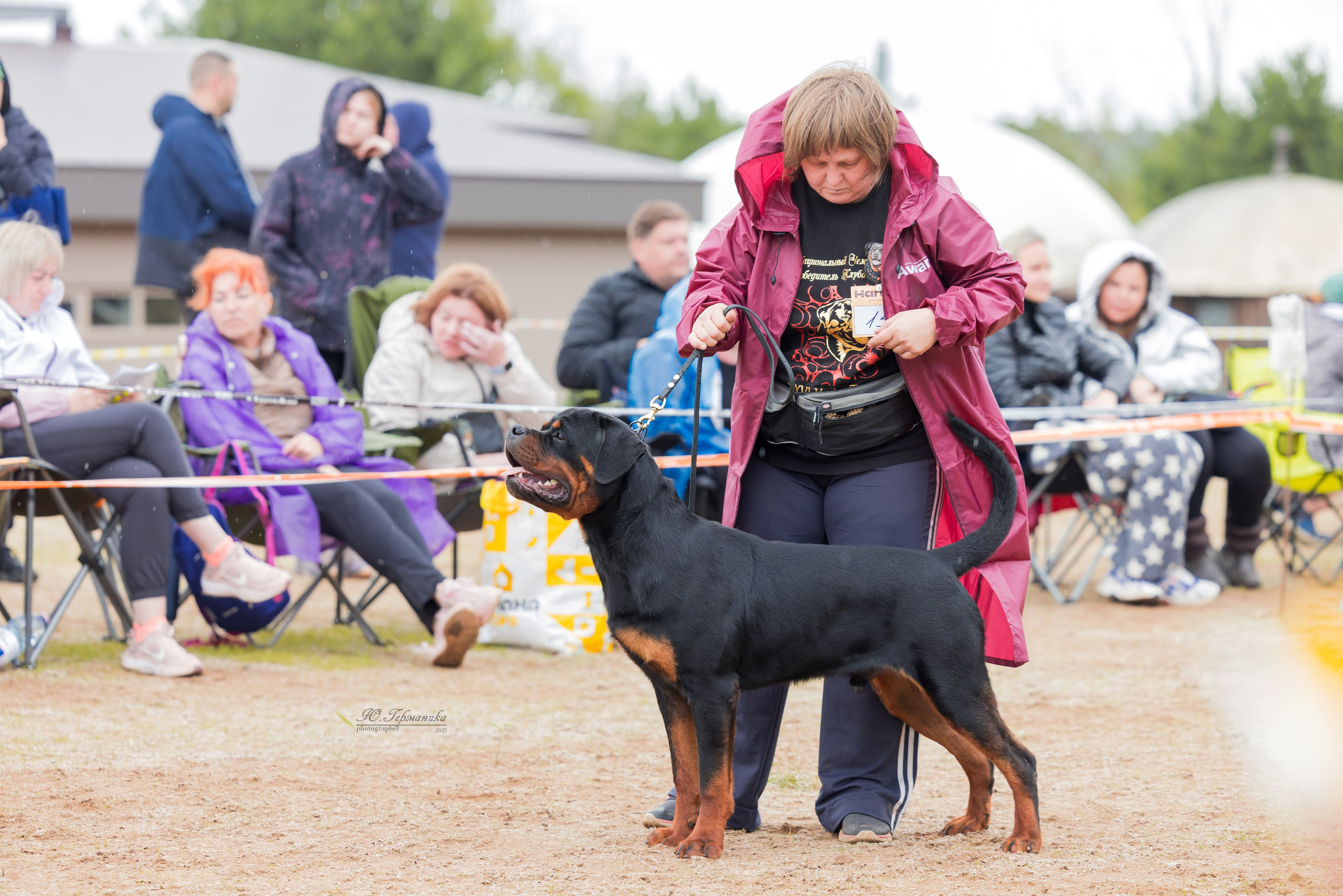 Тверь ротвейлеры 5-6.07.2025. Фотограф-анималист Юлия Германика