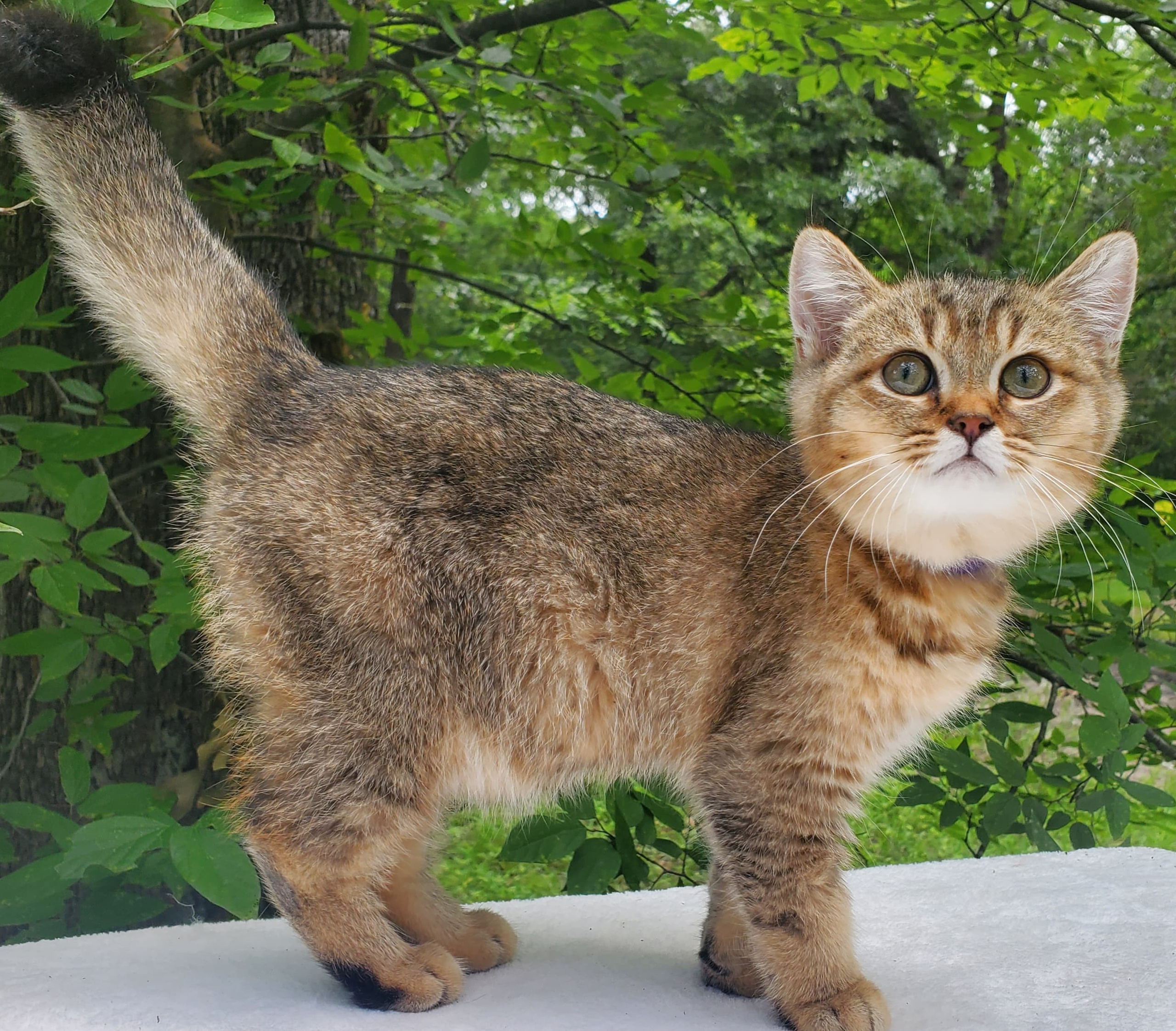 Sammy, male, DB-04.07.25, sold. British shorhair Cats
