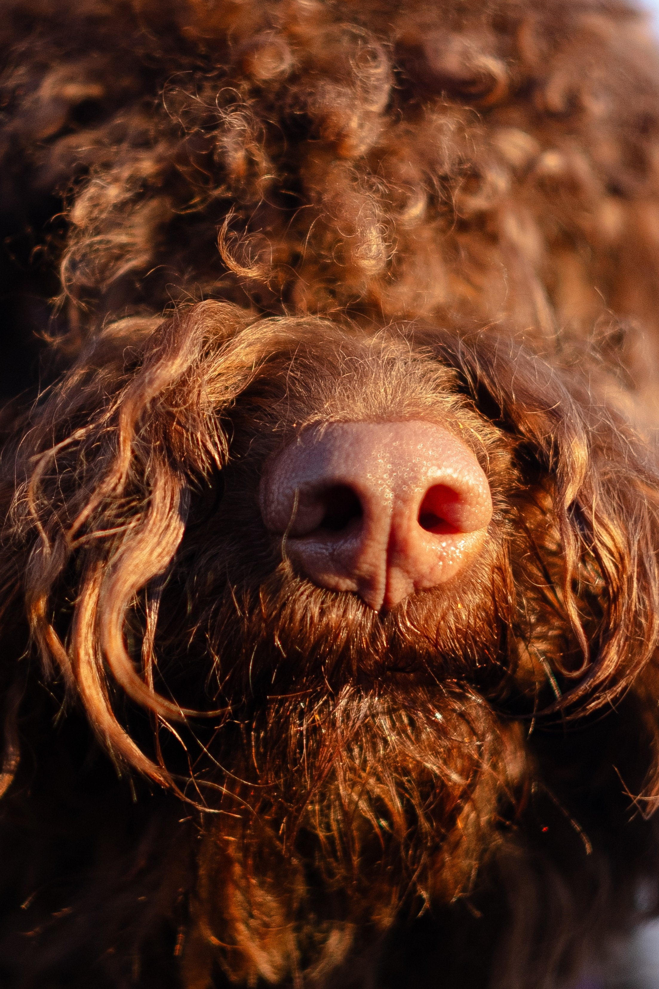 Тьеринна и Миша. Фотограф и видеограф анималист Аганина Дарья