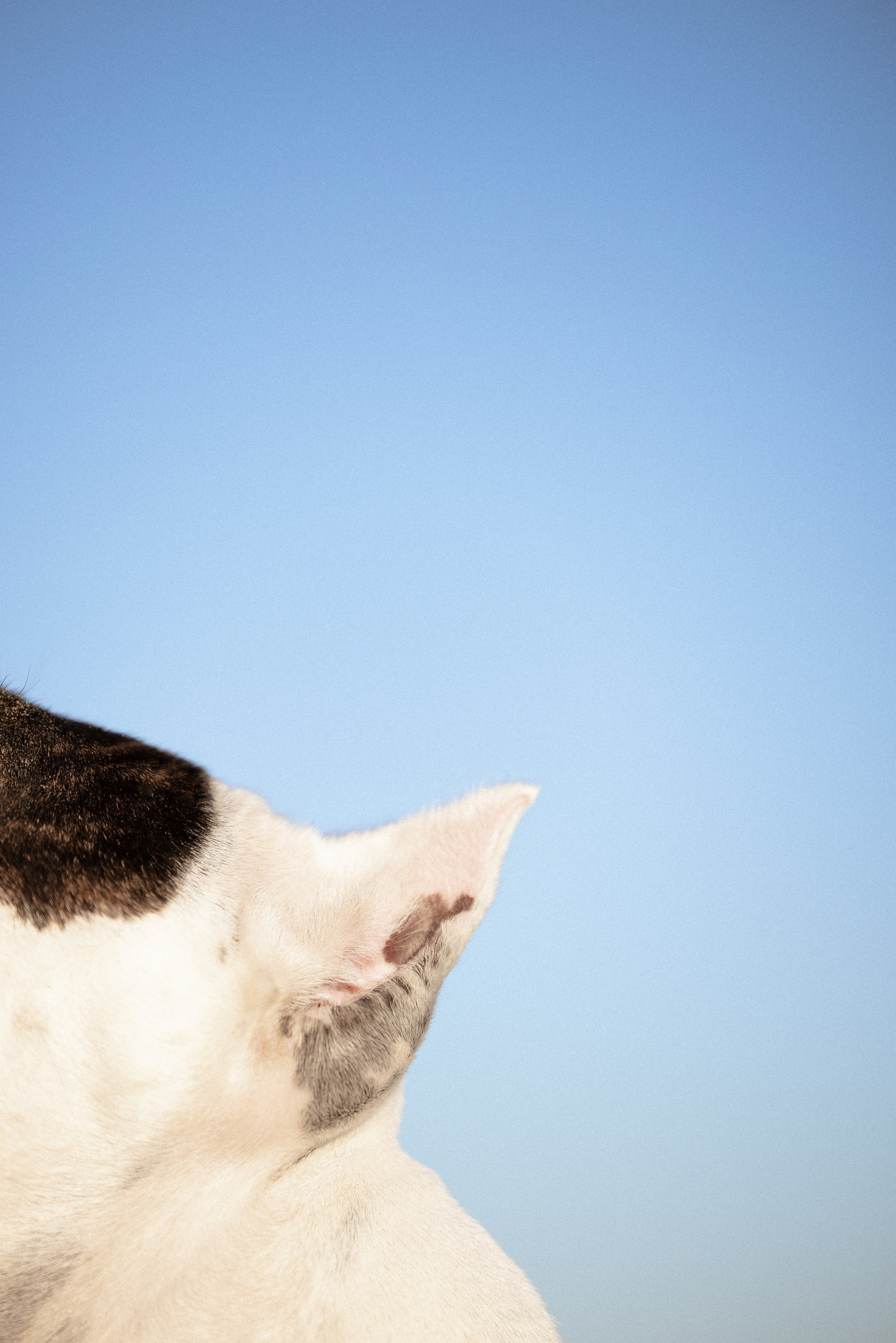 Женя, Афра и Молли. Фотограф и видеограф анималист Аганина Дарья