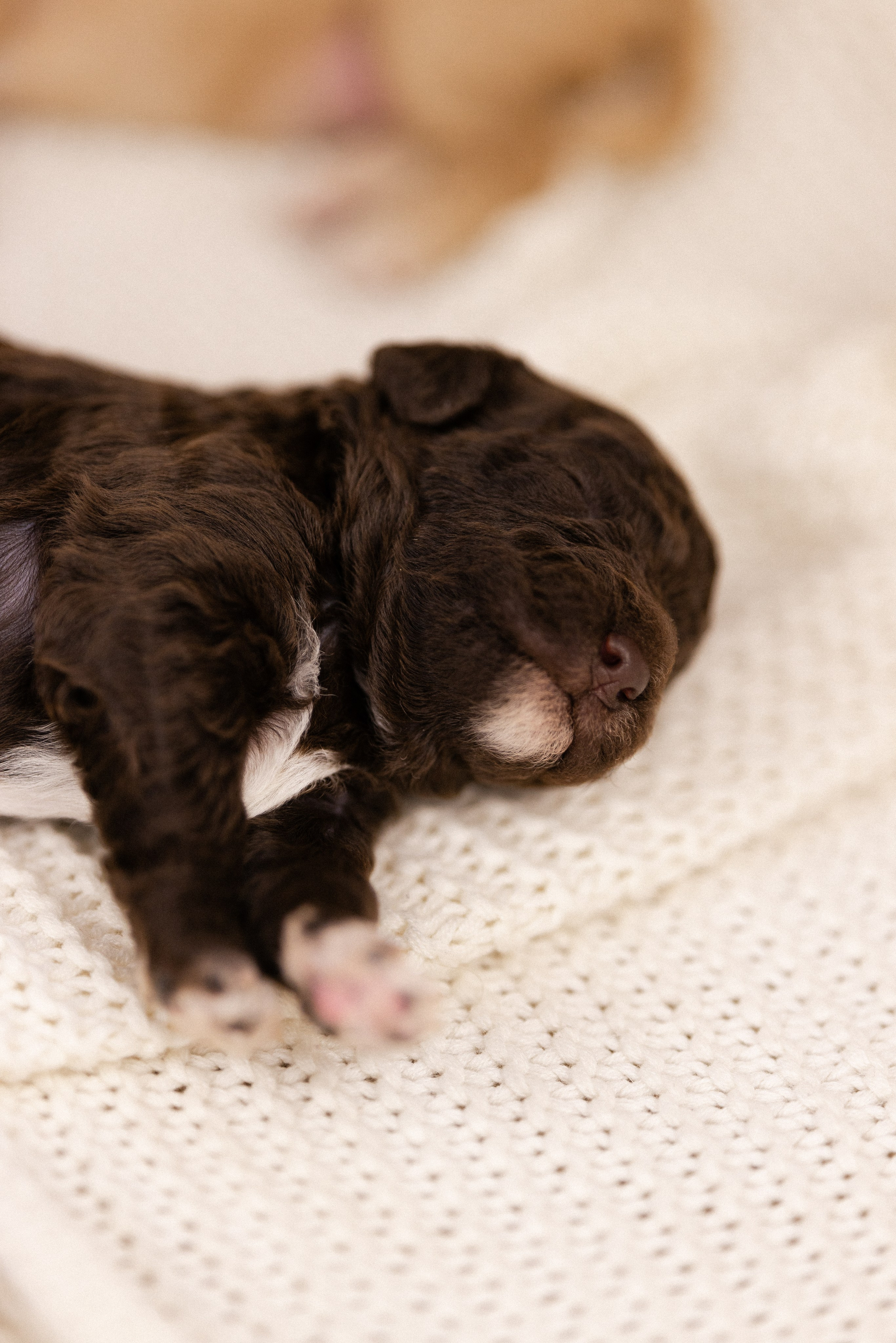 Лаготто Романьоло. Фотограф и видеограф анималист Аганина Дарья