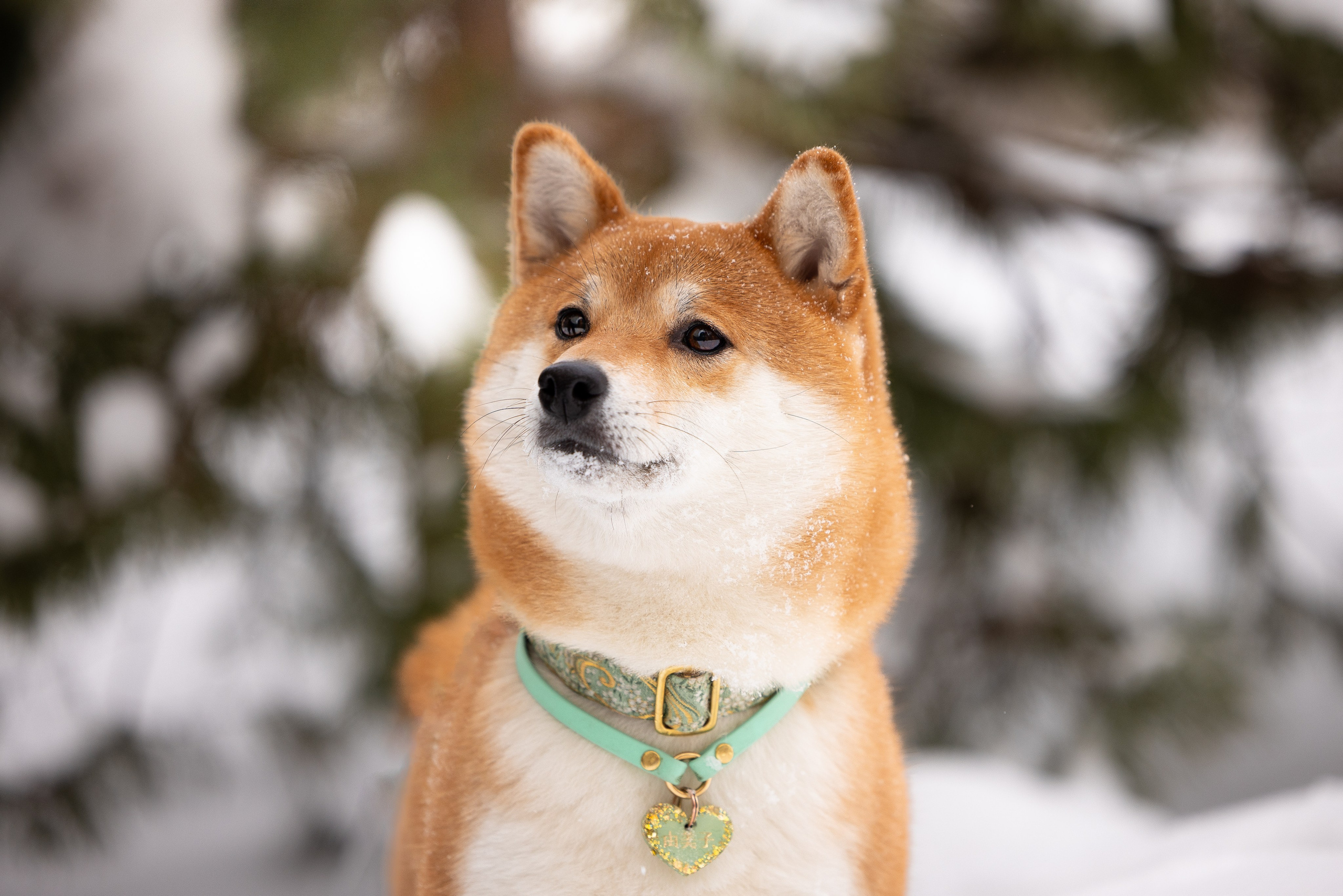 Юми, Серж и Тоши. Фотограф и видеограф анималист Аганина Дарья