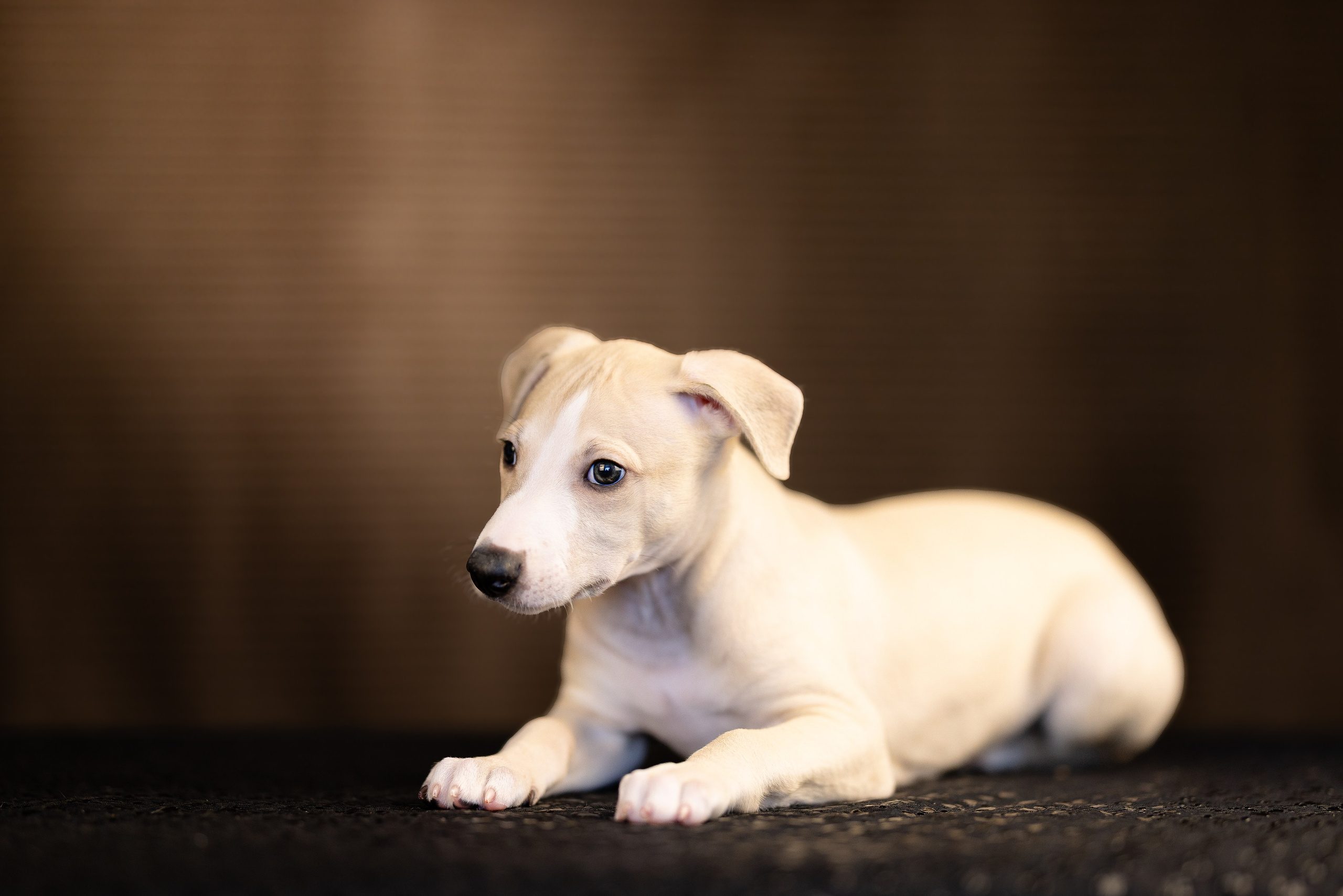 Уиппет. Фотограф и видеограф анималист Аганина Дарья