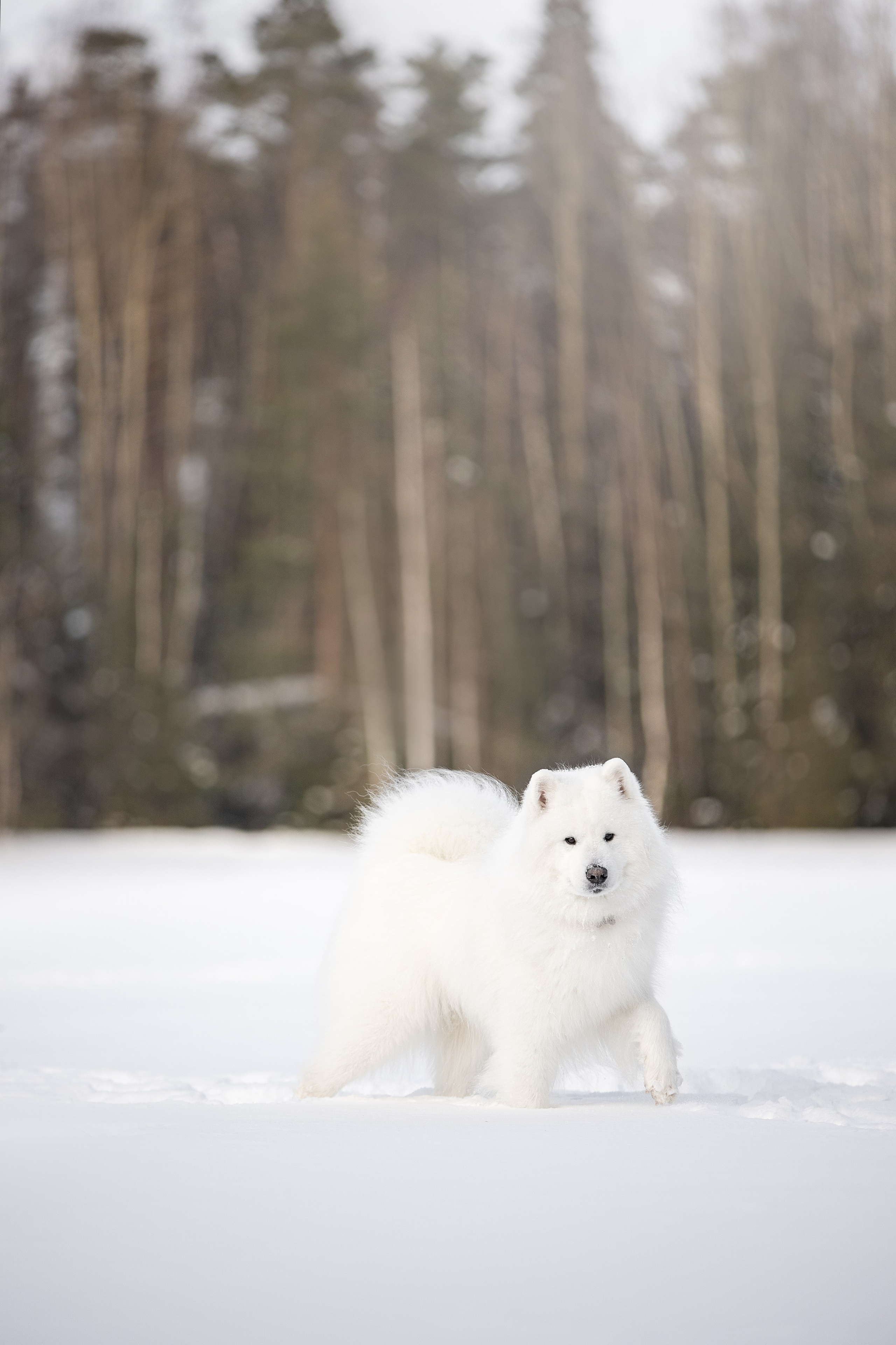 Дмитрий, Наталья и Панти. Фотограф анималист в Москве Майорова Евгения