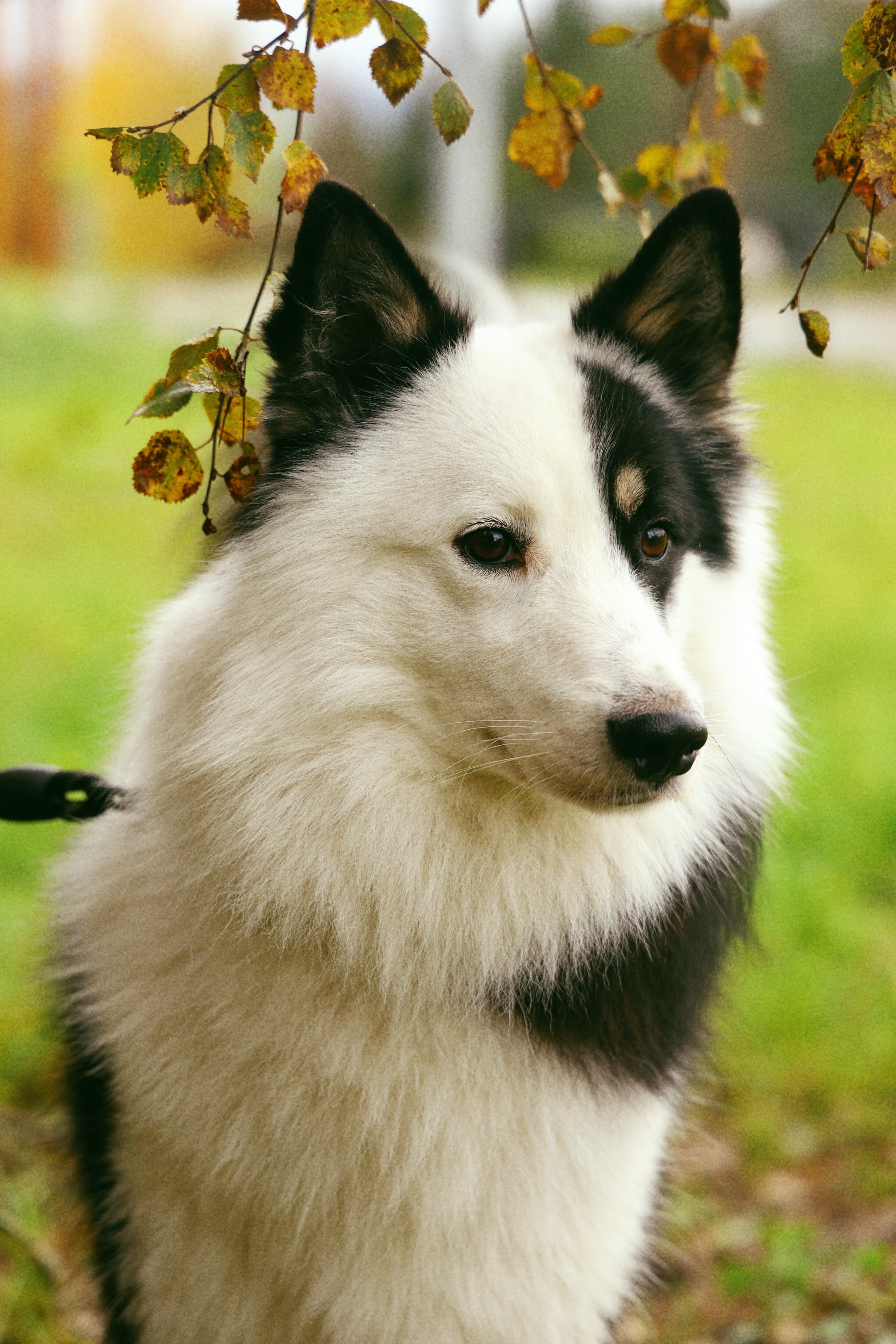 Даяна Фотодень. Фотограф Полярные Зори, Кандалакша, Мурманская область Мария Потапова