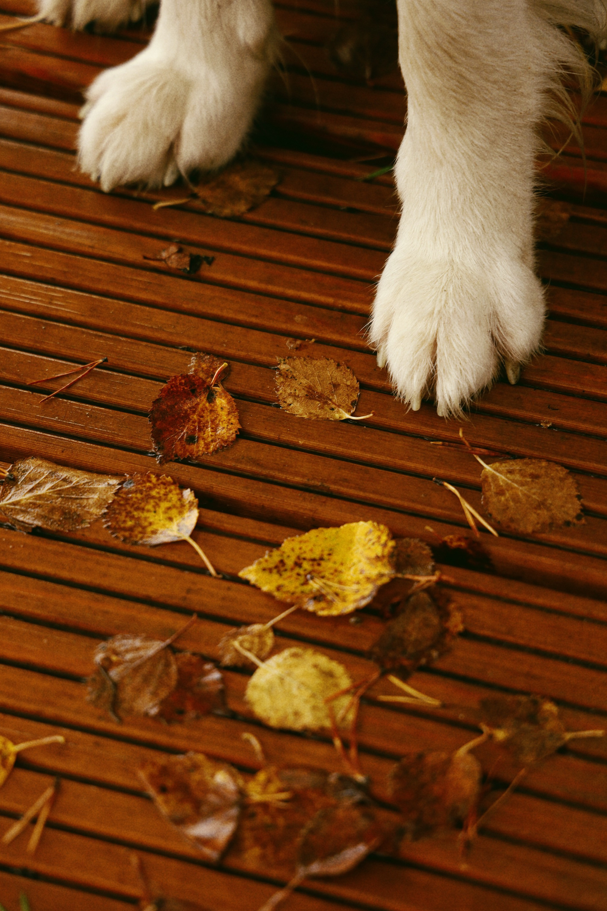 Даяна Фотодень. Фотограф Полярные Зори, Кандалакша, Мурманская область Мария Потапова