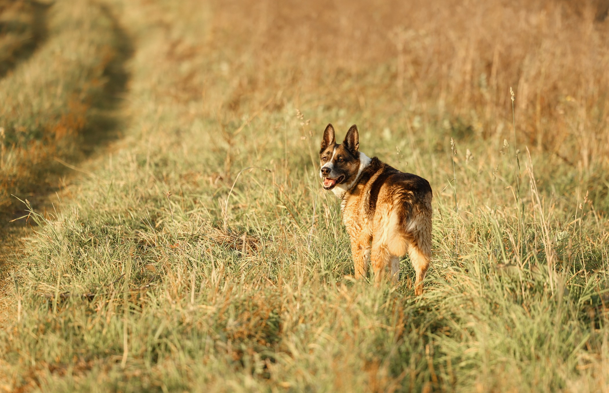 Прогулка на природе. Фотограф-анималист Полина Колкова | Москва