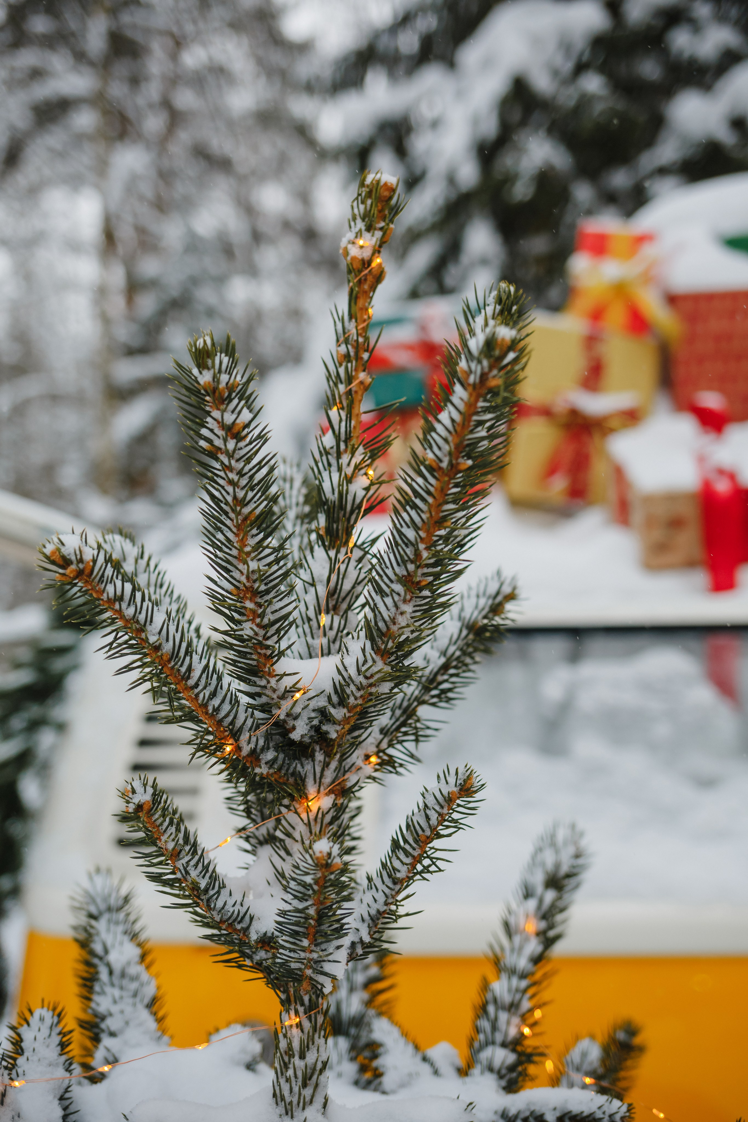 Наталья. Семейный фотограф Николаева Ольга