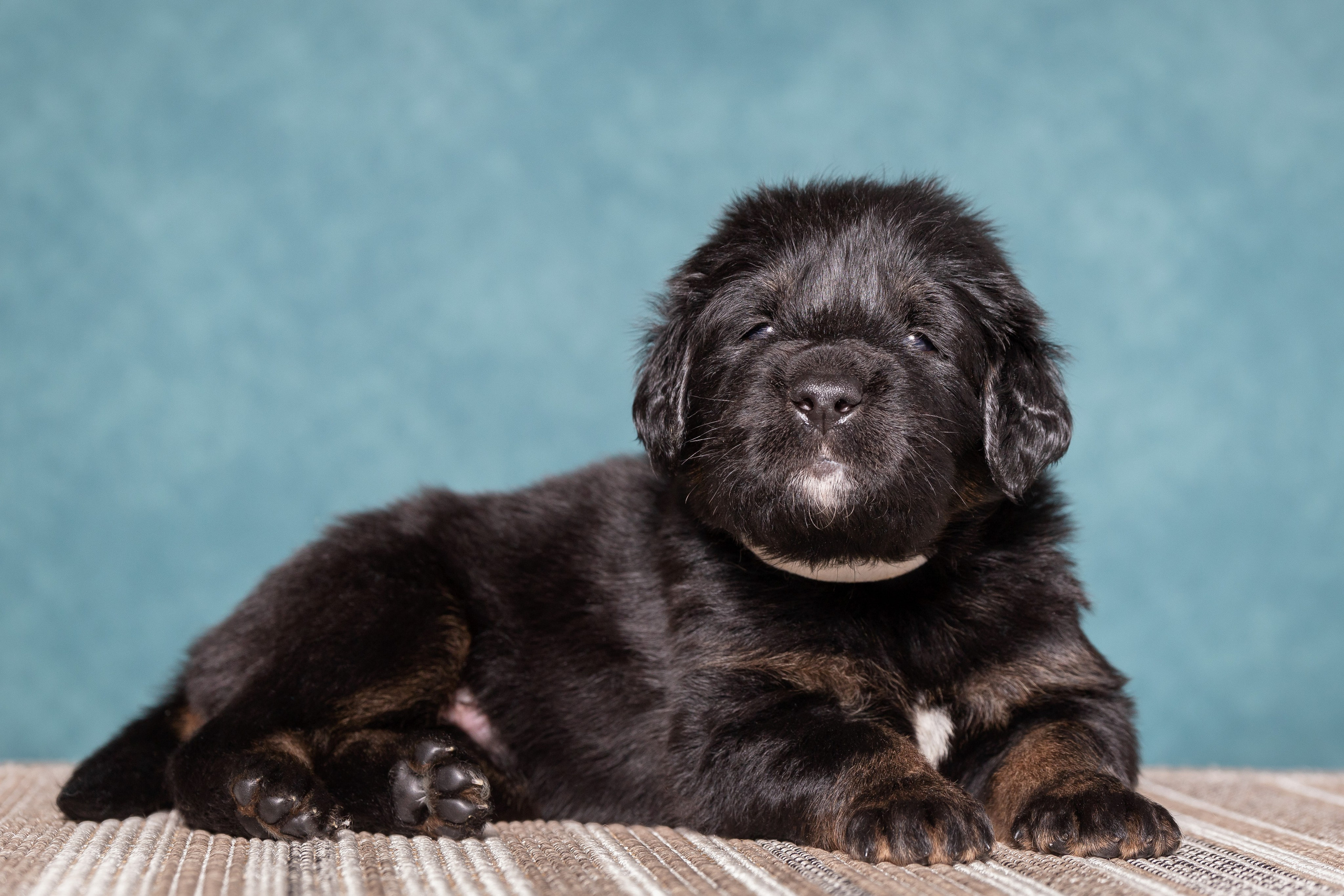 Тибетский мастиф. Юлия Микульская. Рыбинск