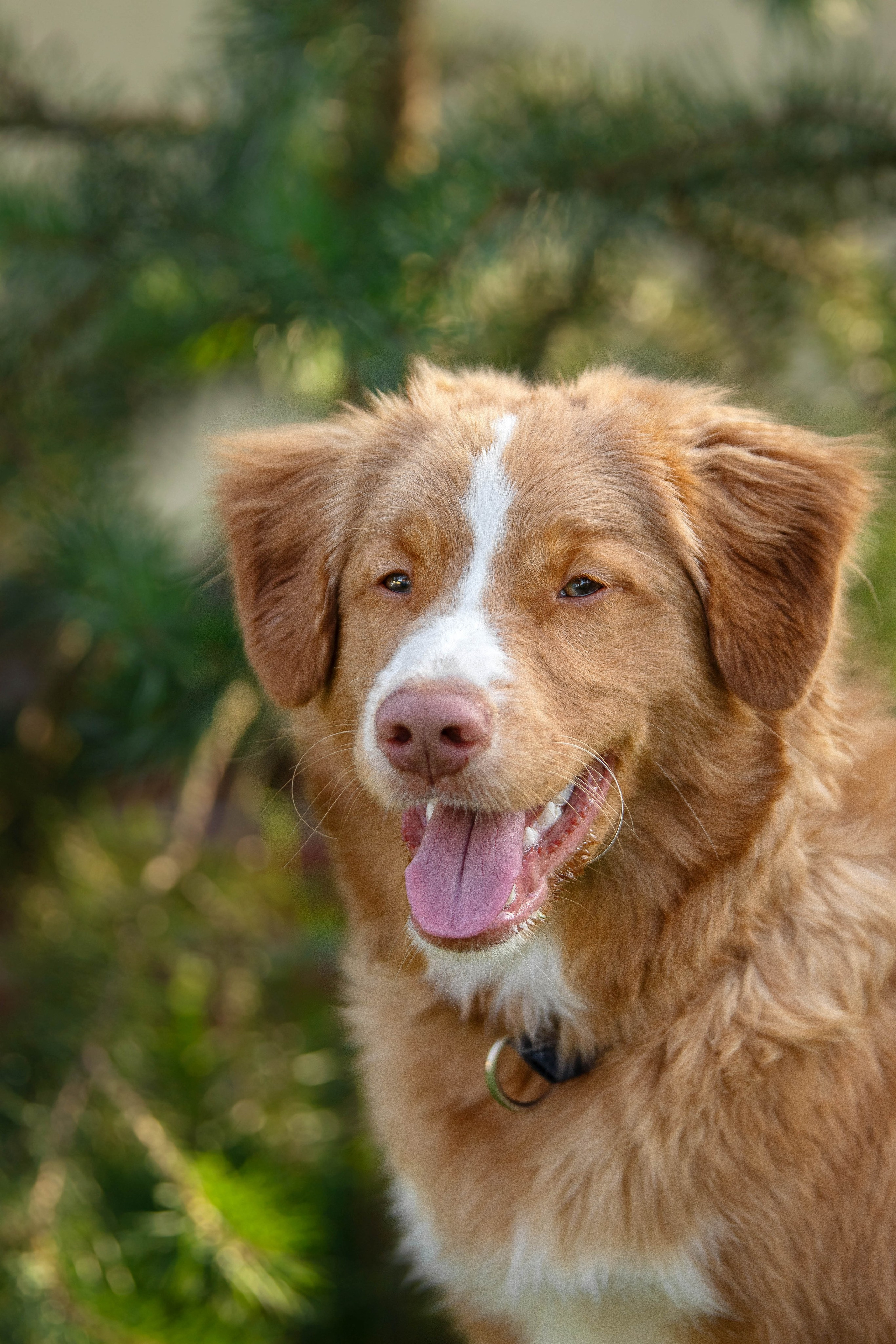 Новошотландский ретривер. Юлия Микульская. Рыбинск