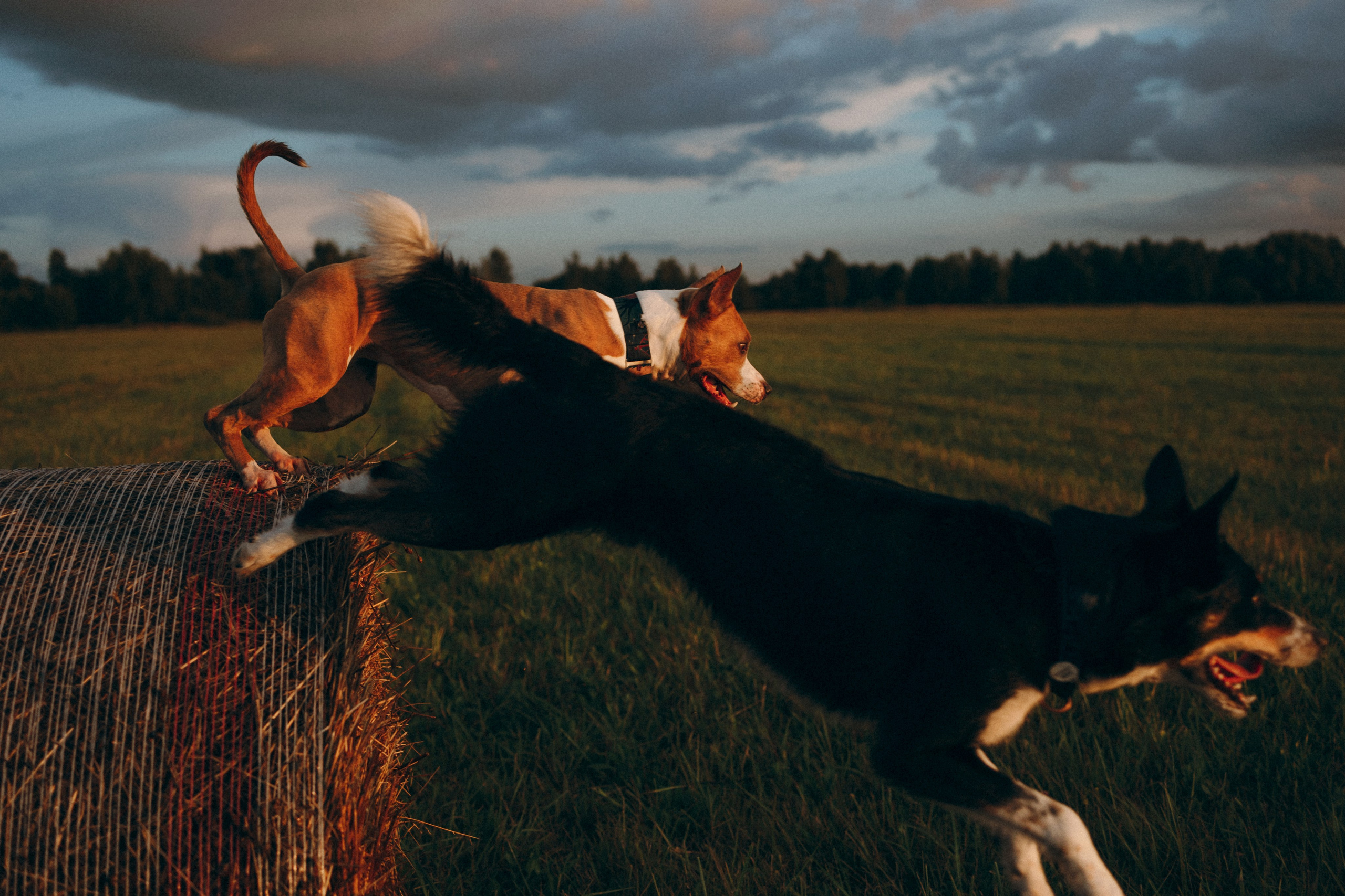 Фотограф анималист Анастасия Пикей
