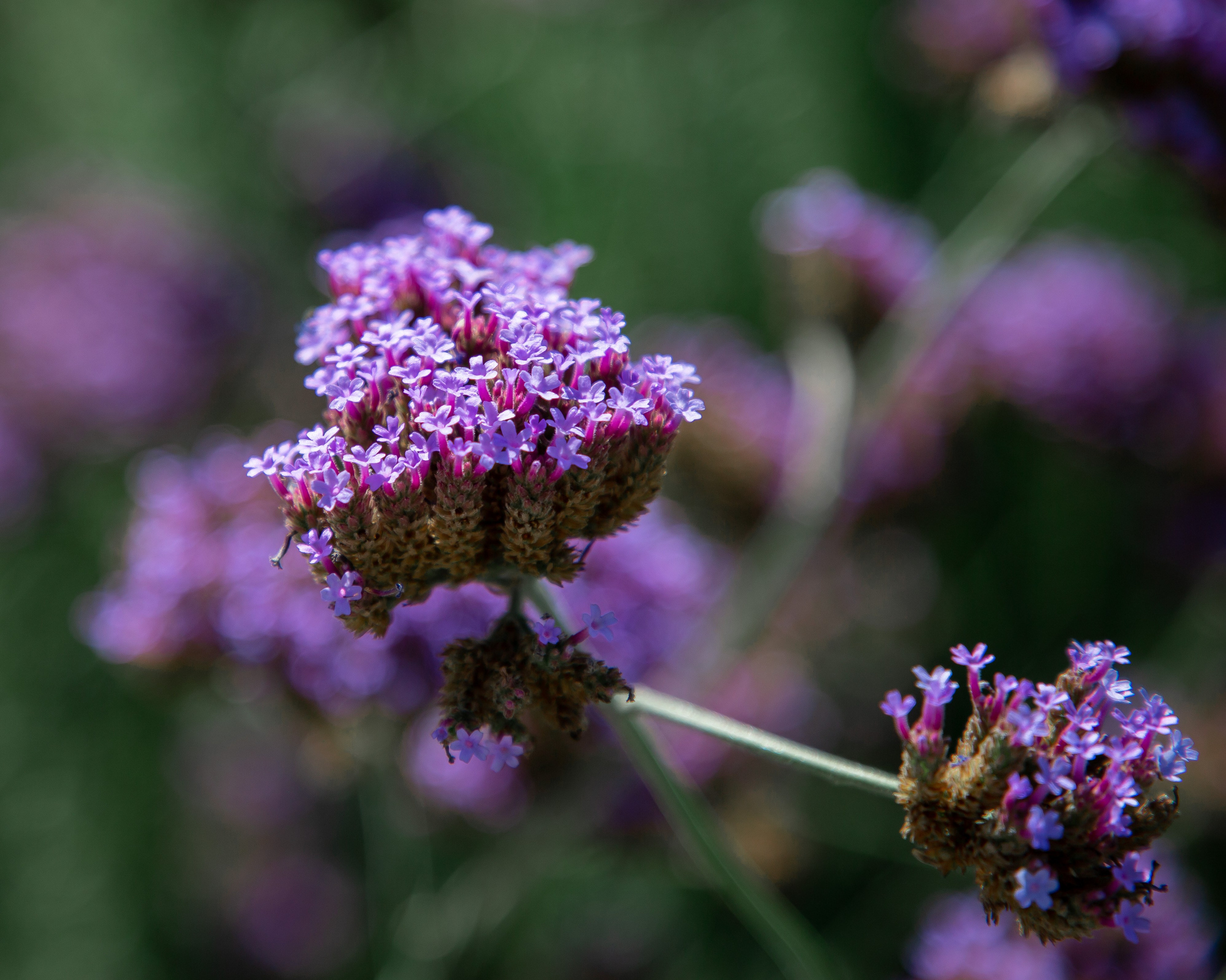 Юлианна и Илья. Репортажный фотограф в Москве