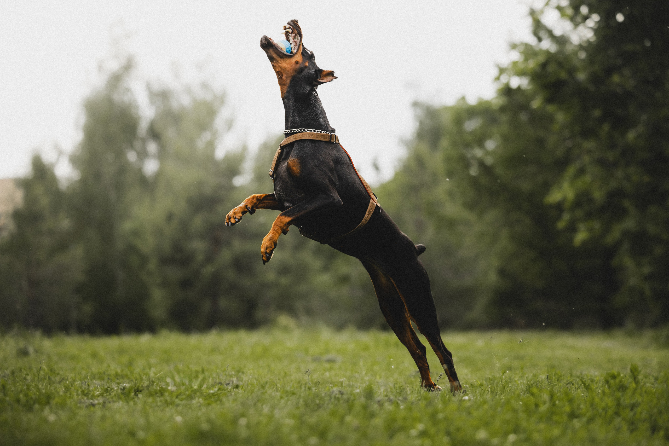 Паша, Хайди и Тея