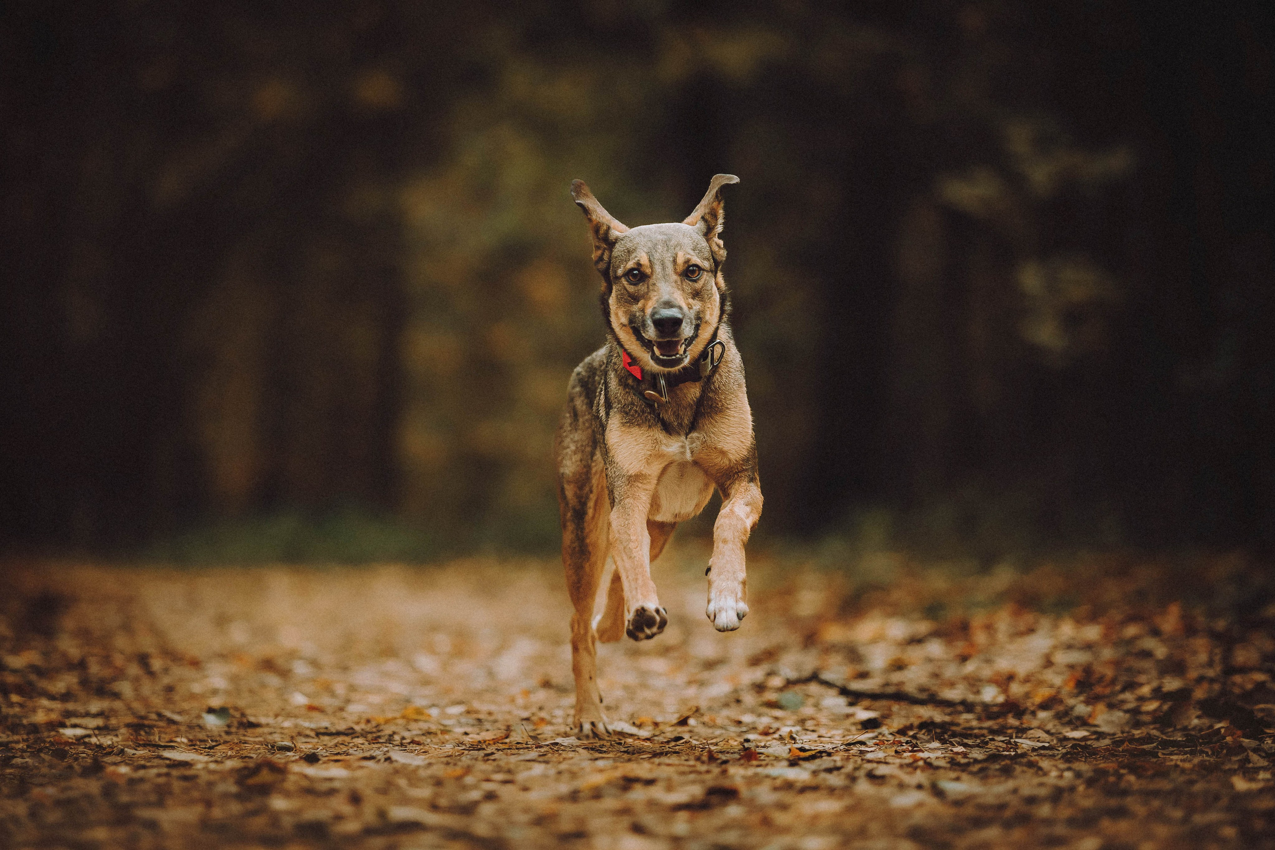 Аня, Нео и Луна