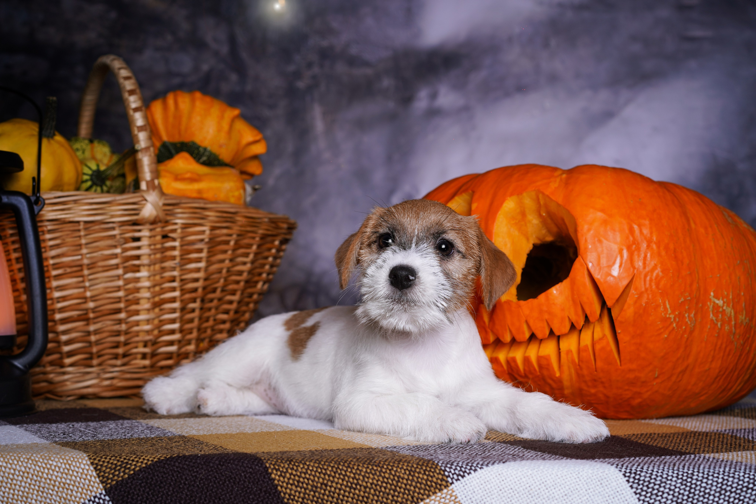 Щенки джек-рассел терьера. Фотограф-анималист в Санкт-Петербурге Яна Мартынова