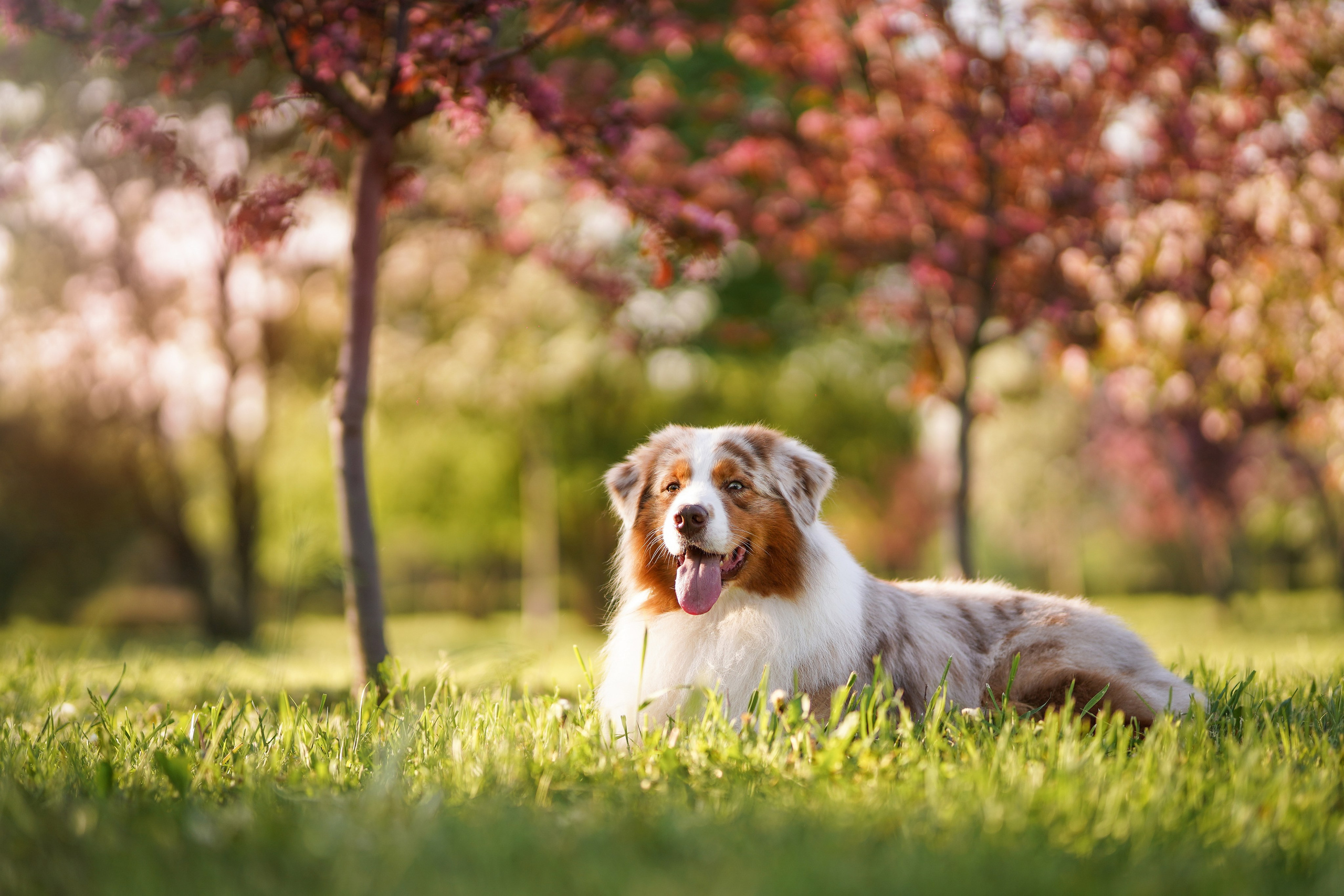 Аусси в Яблоневом саду. Фотограф-анималист в Санкт-Петербурге Яна Мартынова