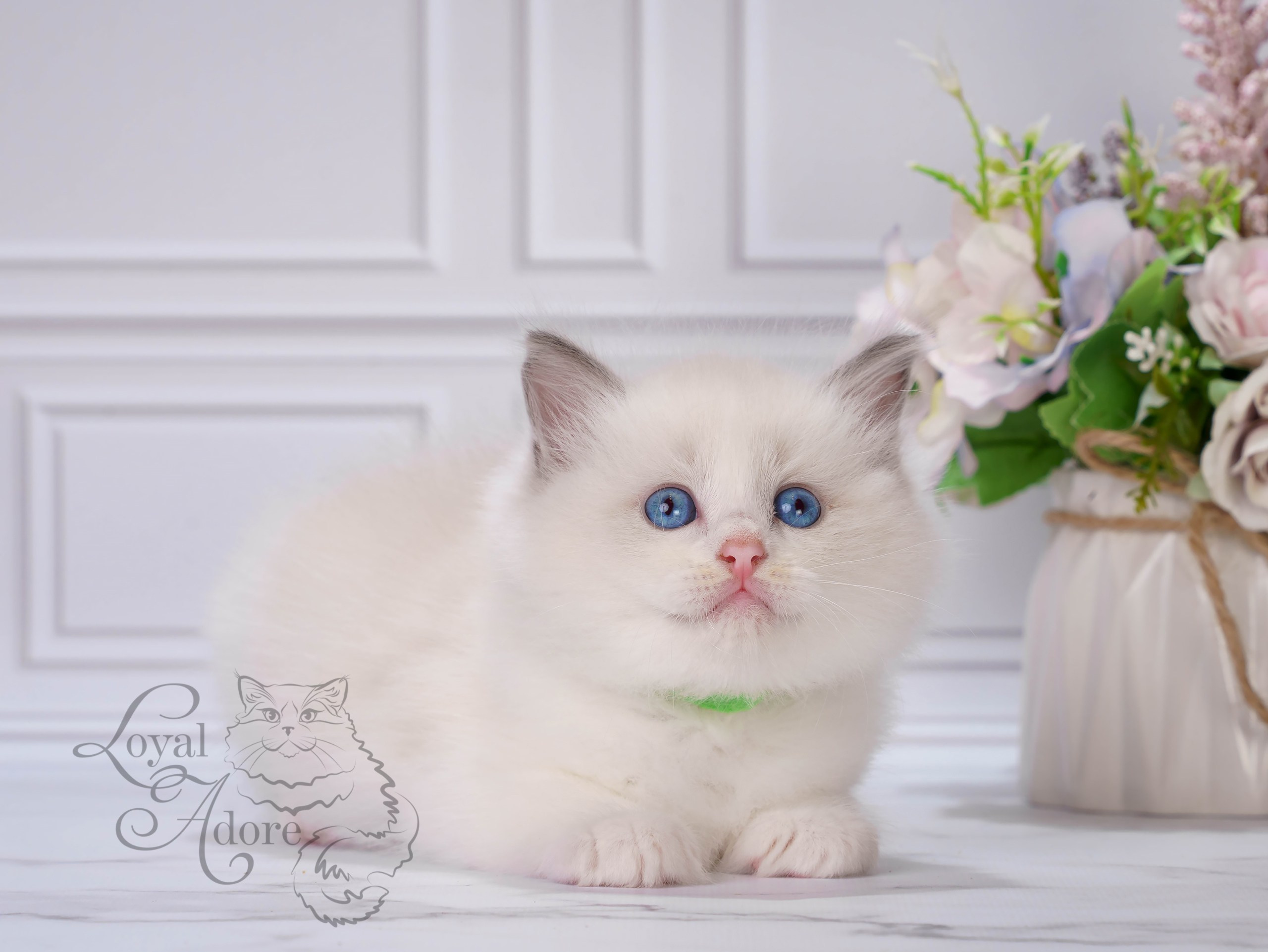 Котята рэгдолл от Loyal Adore. Питомник рэгдолл Loyal Adore