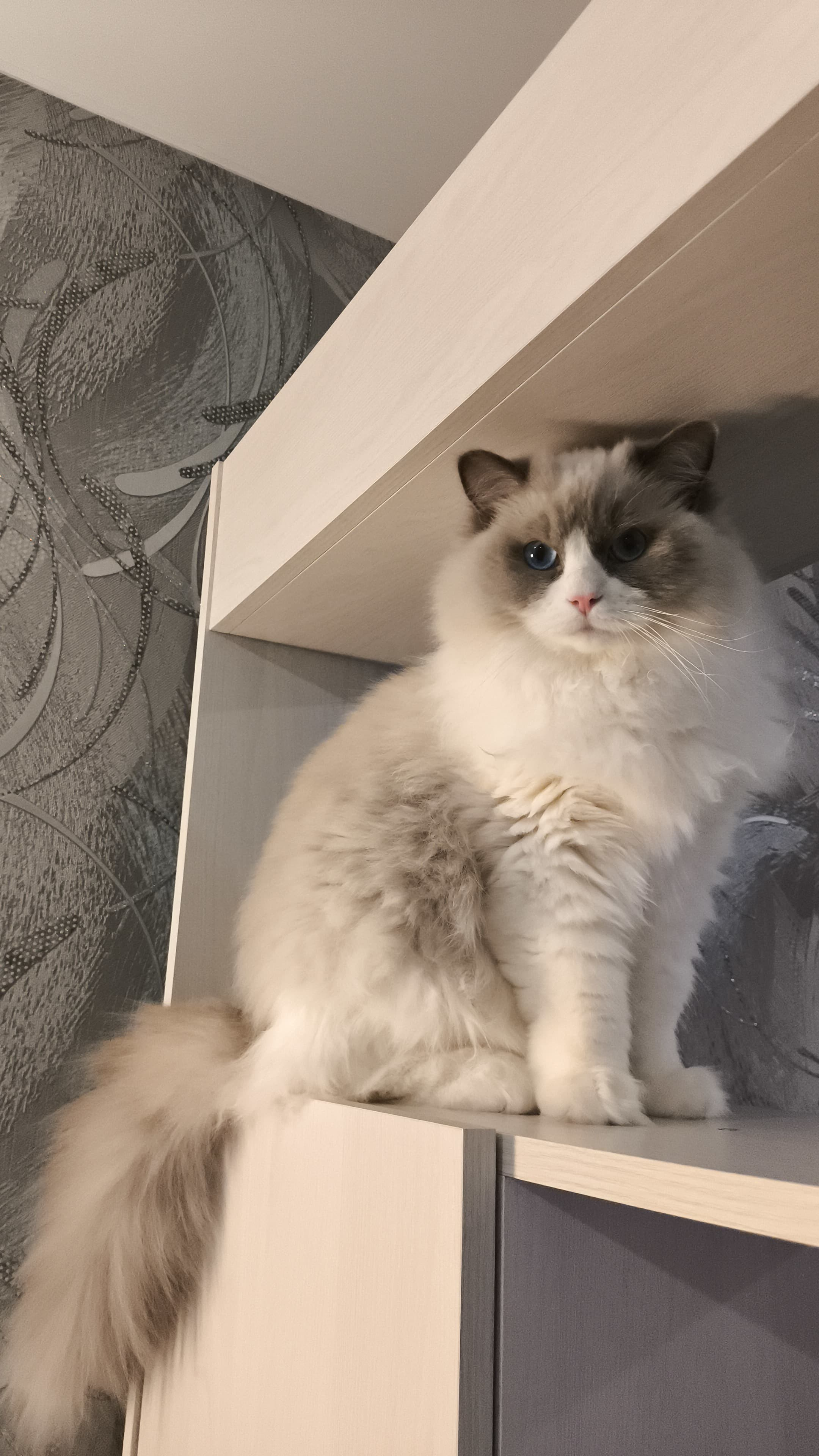 Выпускники Loyal Adore. Питомник рэгдолл Loyal Adore