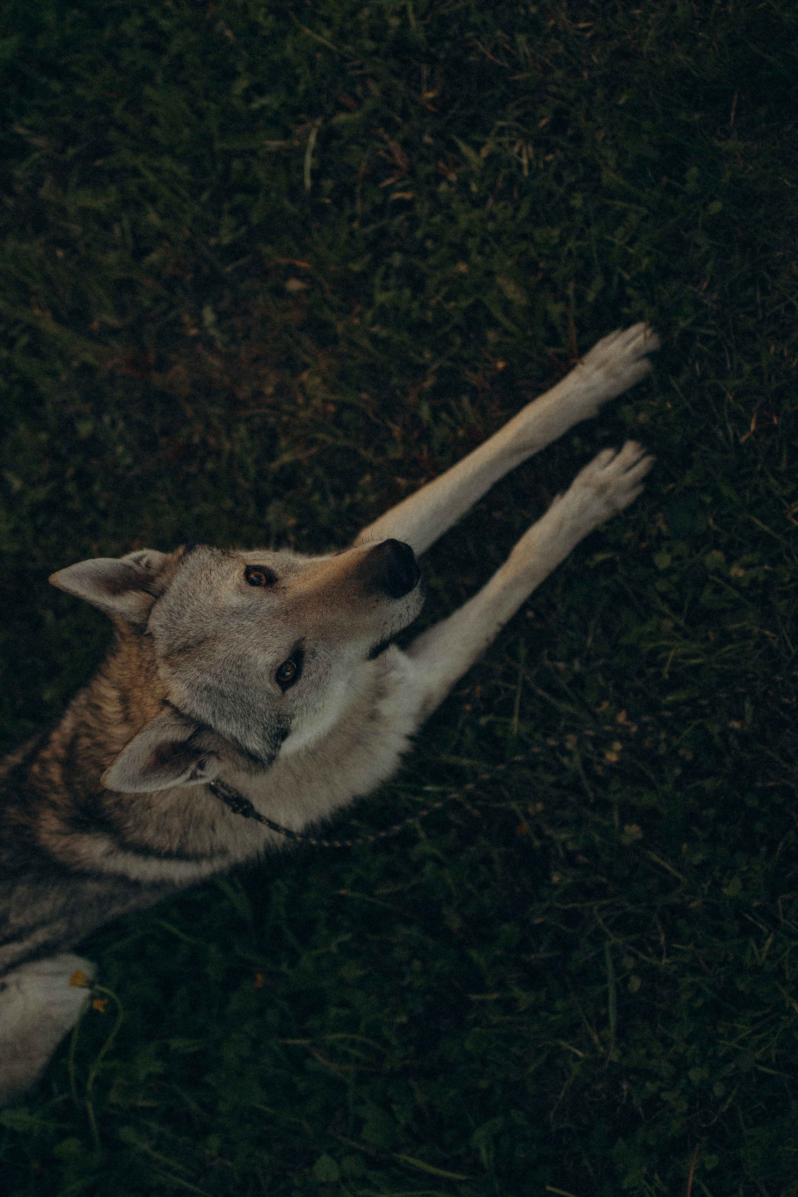 Аня и ее семья. Фотораф — анималист Мария Шистка