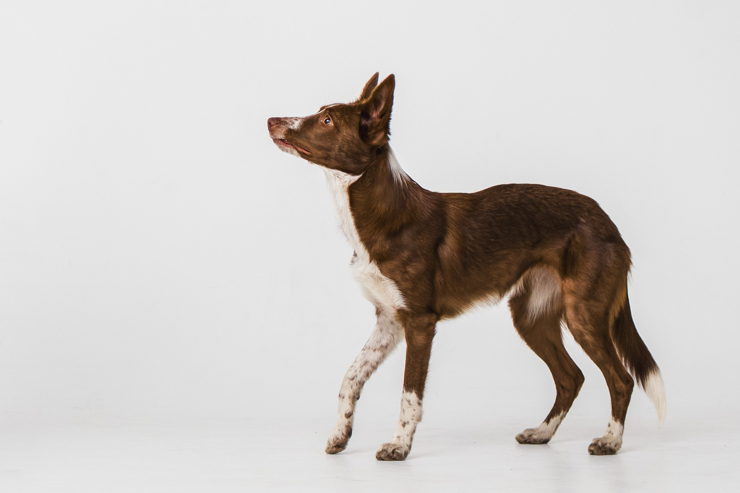 Воркшоп по импульсному свету