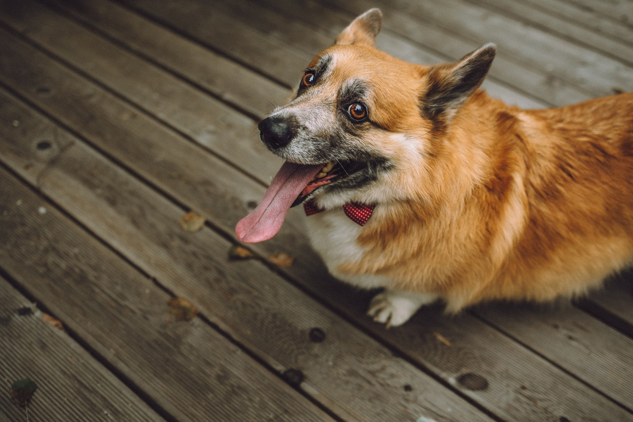 Ира, Леша и Харли