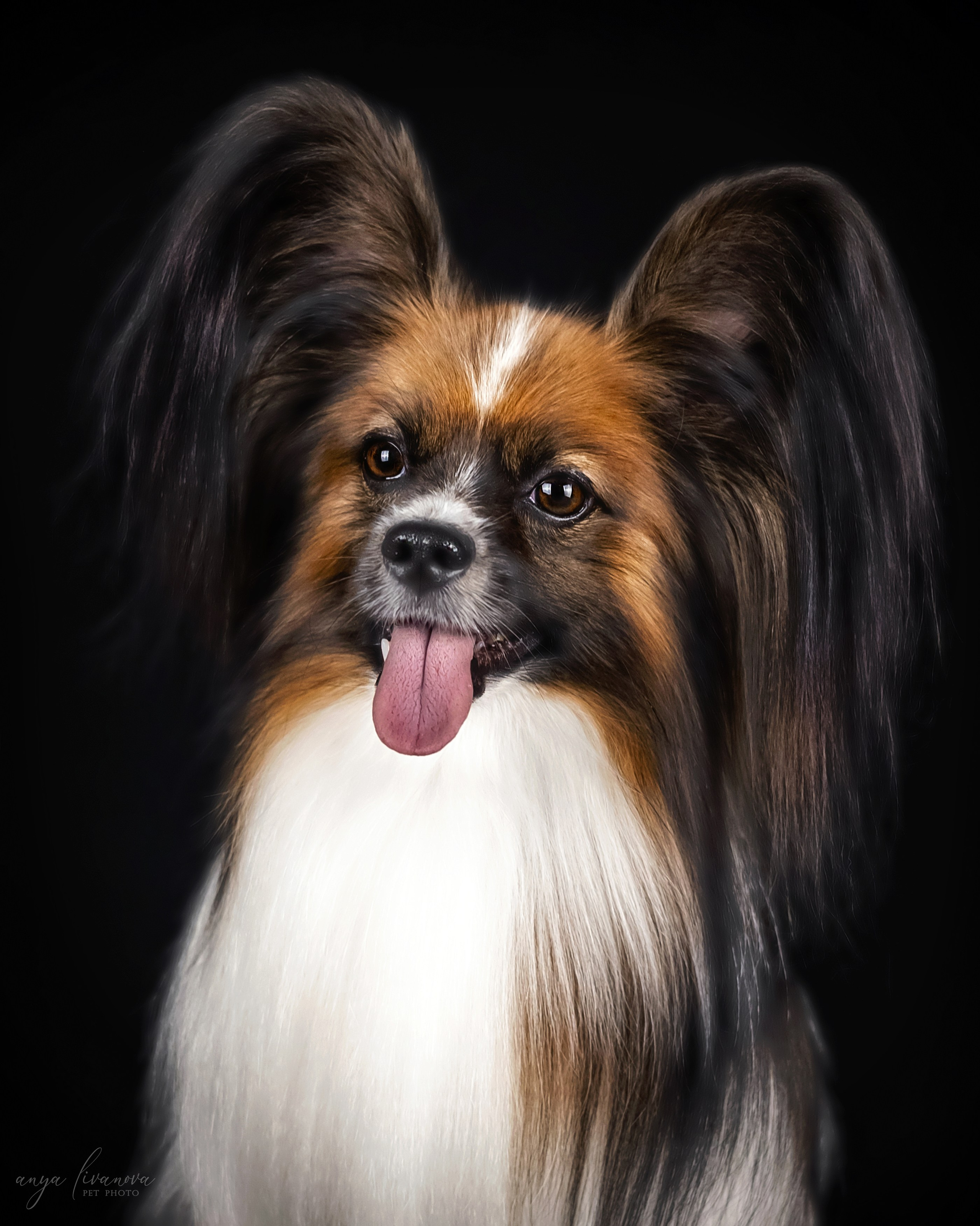 Террик. Фотограф анималист Аня Ливанова | Рыбинск