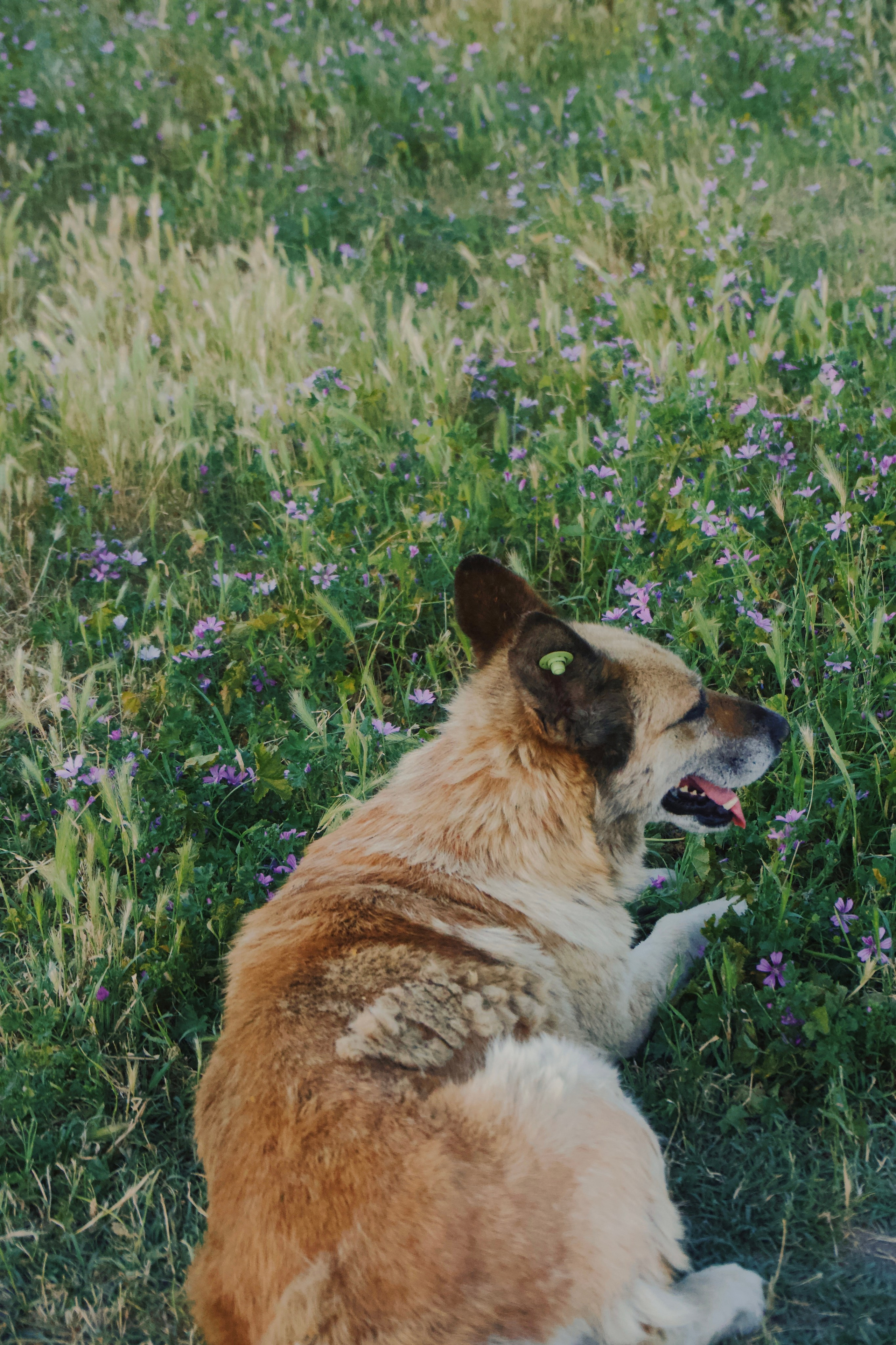 Тбилиси. Татьян гертье