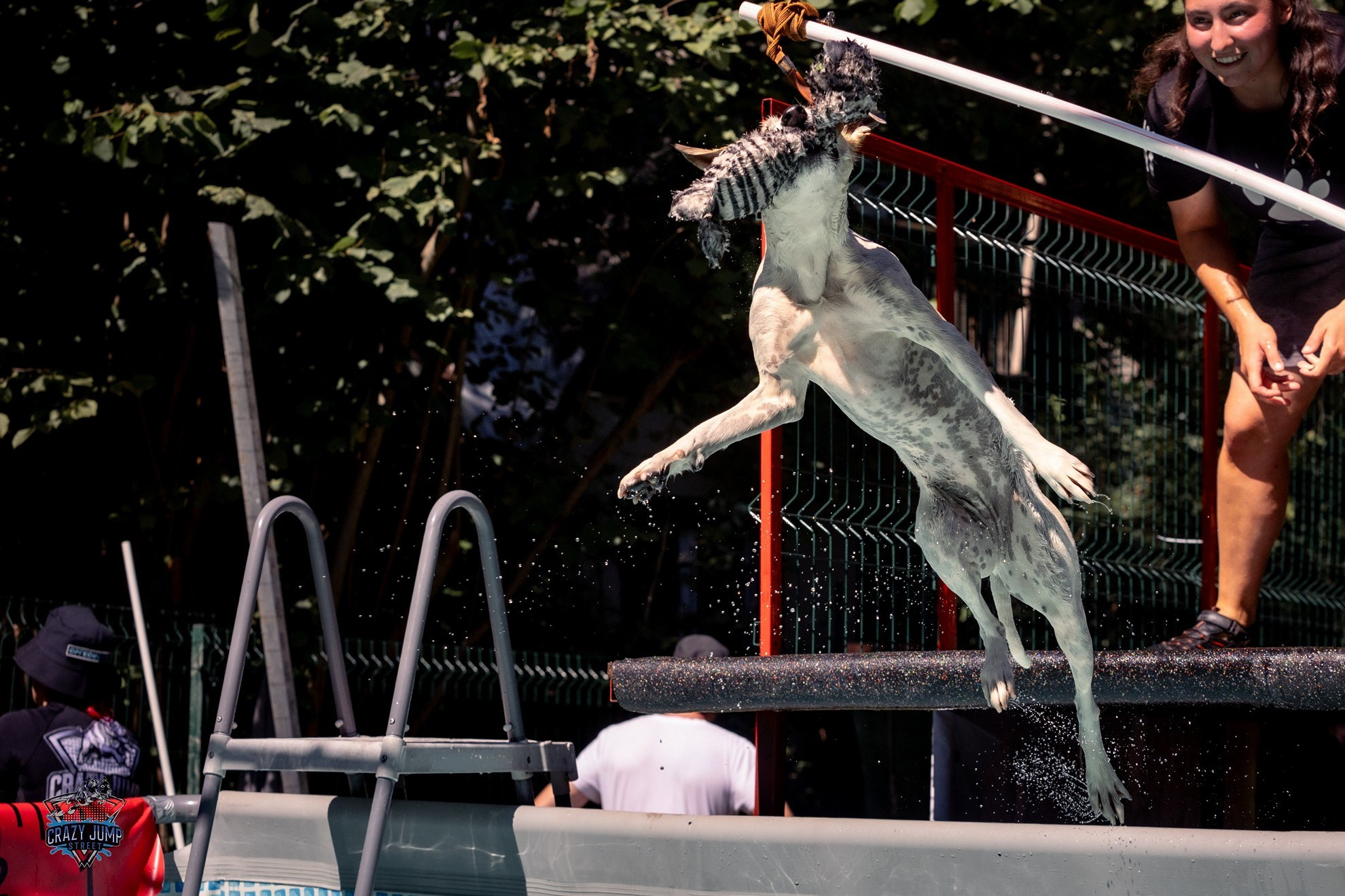 Собаки, спорт, Док дайвинг. Свадебный и репортажный фотограф в Москве и Московской области