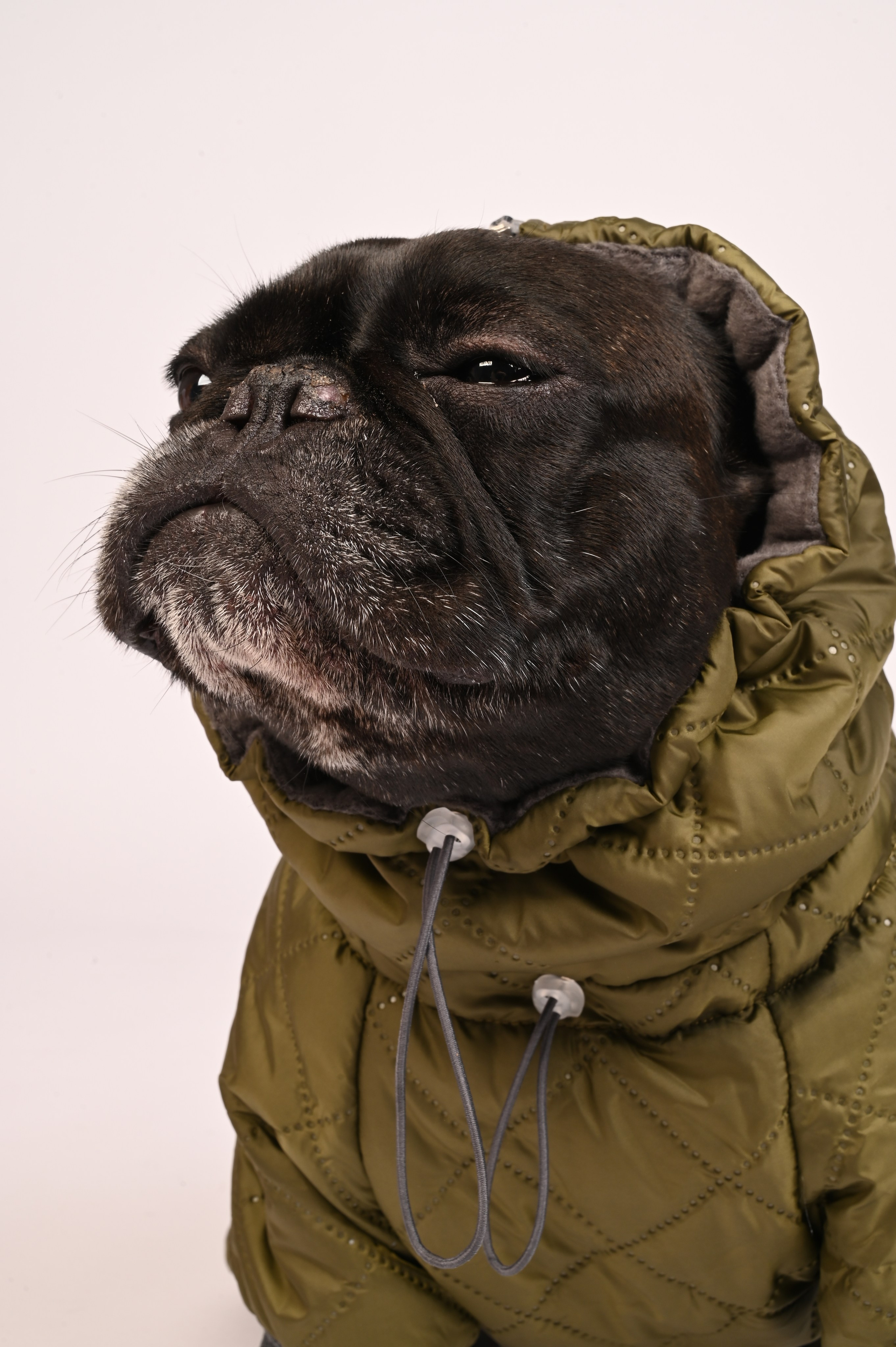 Одежда для собак. Семейный и детский фотограф во Фрязино, Ивантеевке и Щелково Матвеева