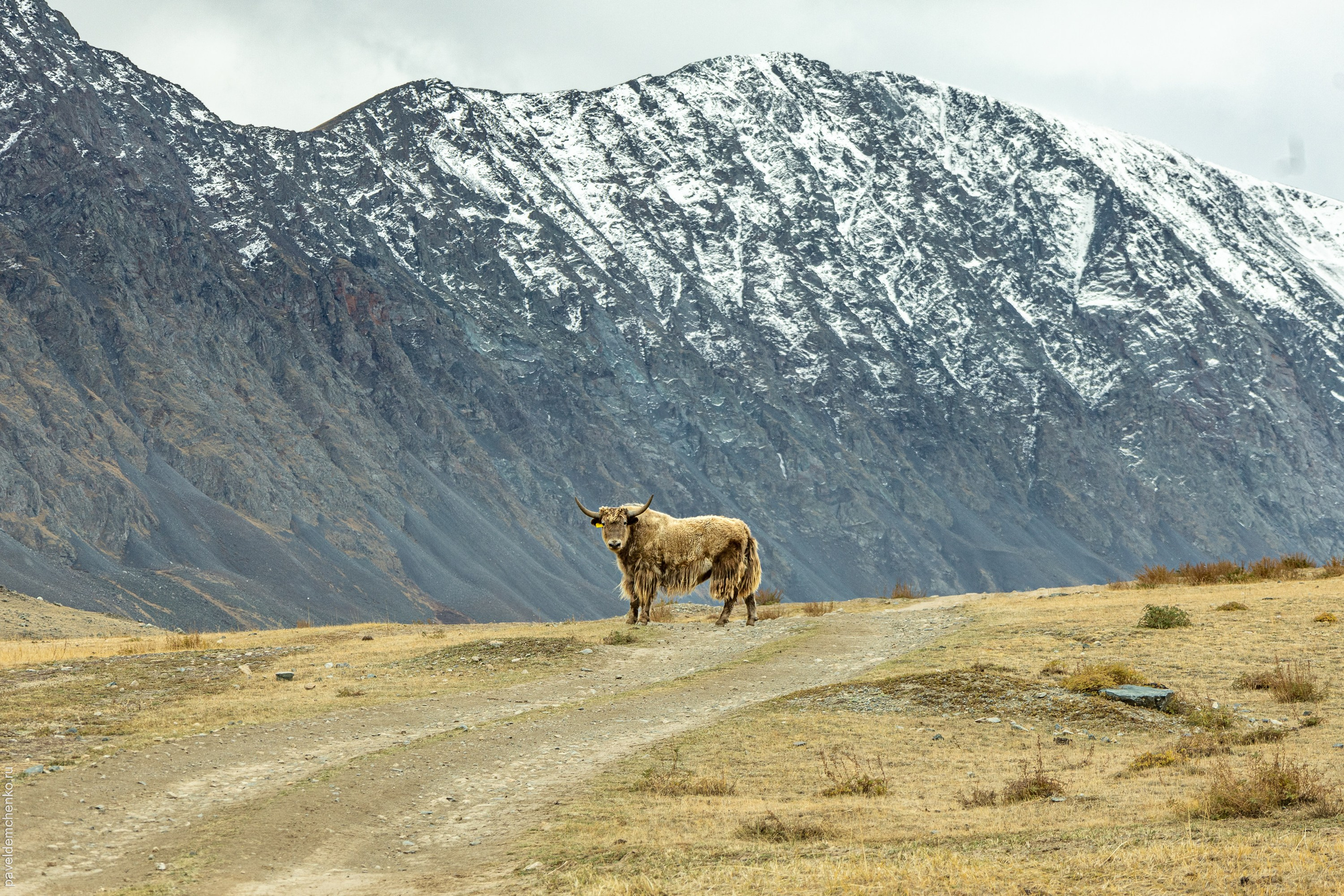 Осень в Горном Алтае 2024. Gennady Travel