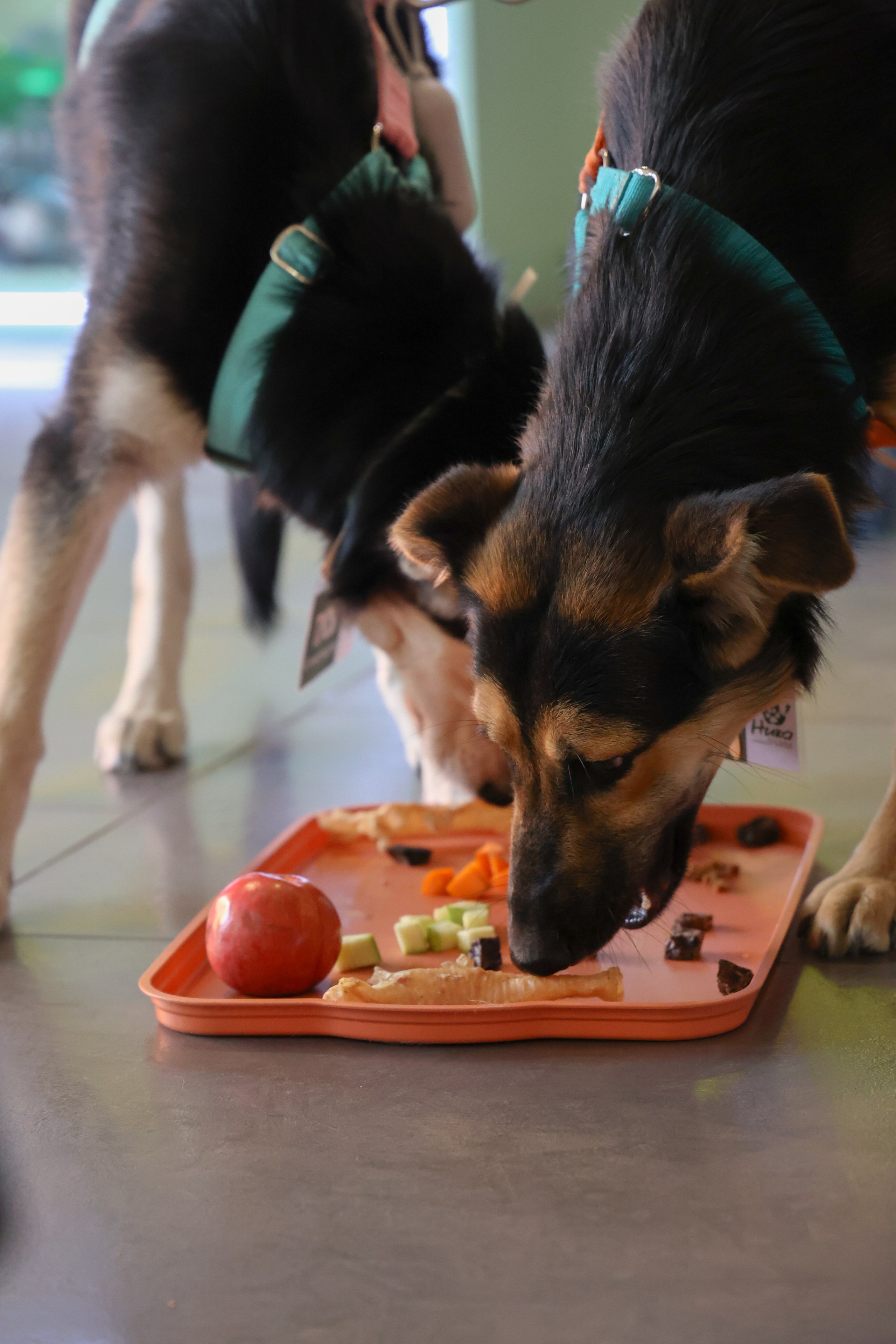 ECO FEST. Фотограф Вадим Бодылев