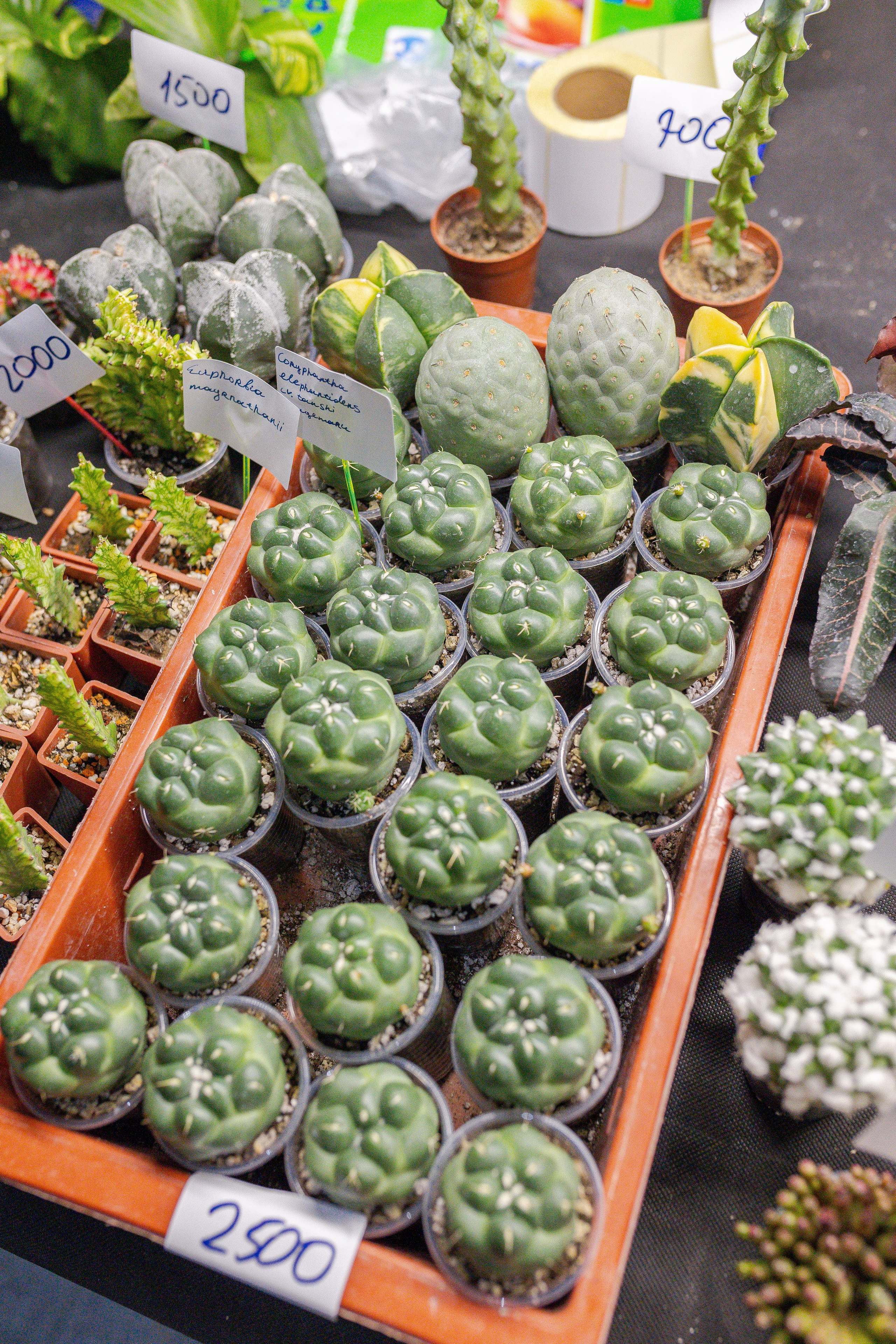 Орхидиум 12.2025. Александра Куликова фотограф, Москва