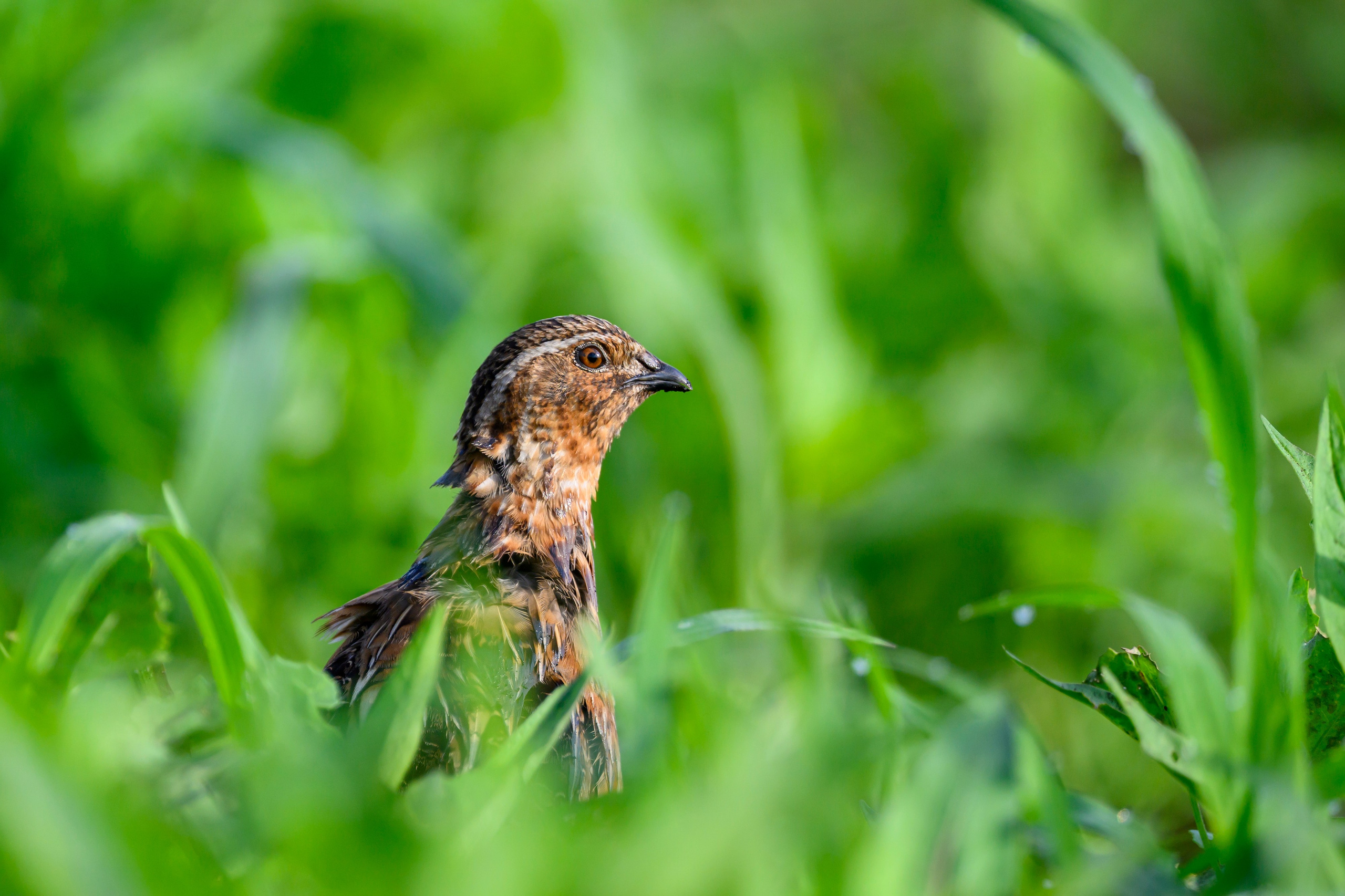 Перепел. Wildlife photography by Sergey Puponin