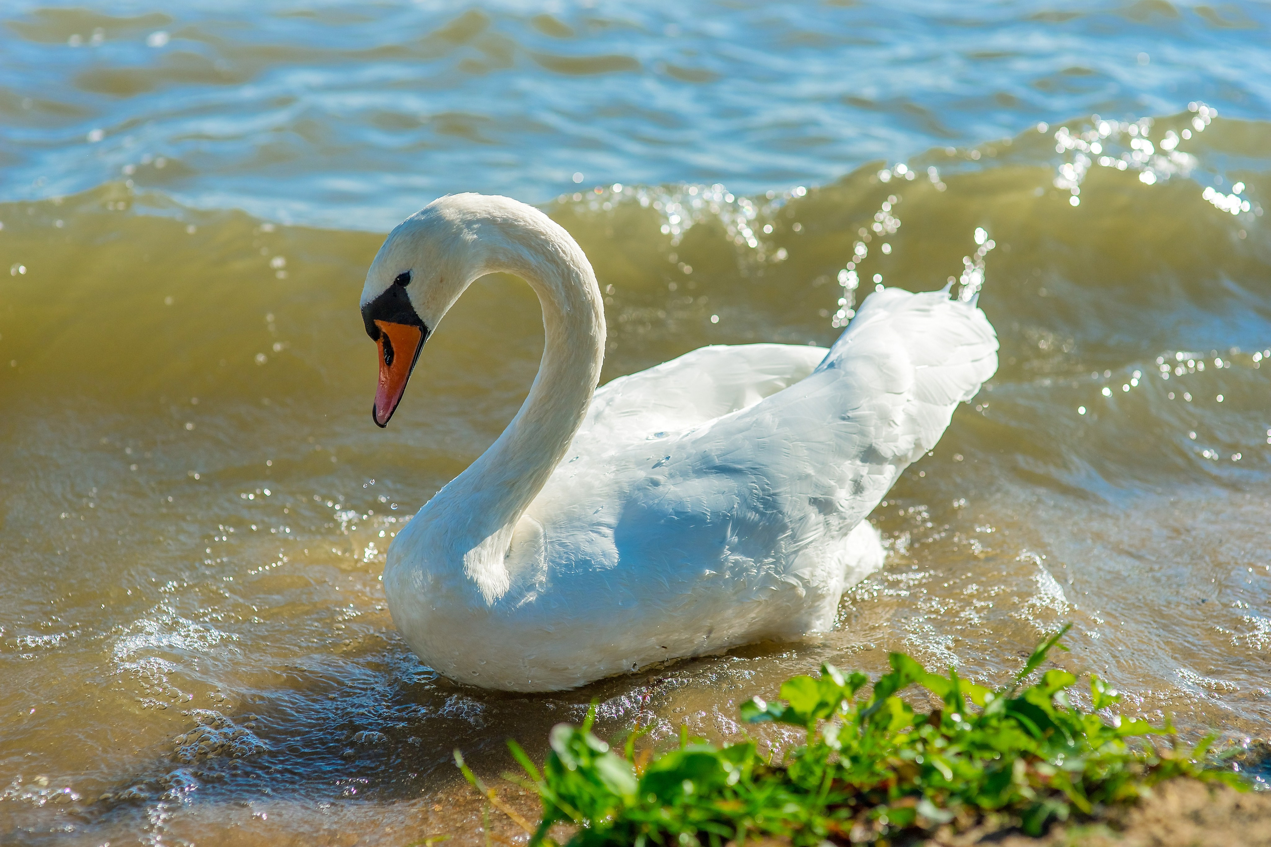 Озеро Нарочь. Беларусь.
