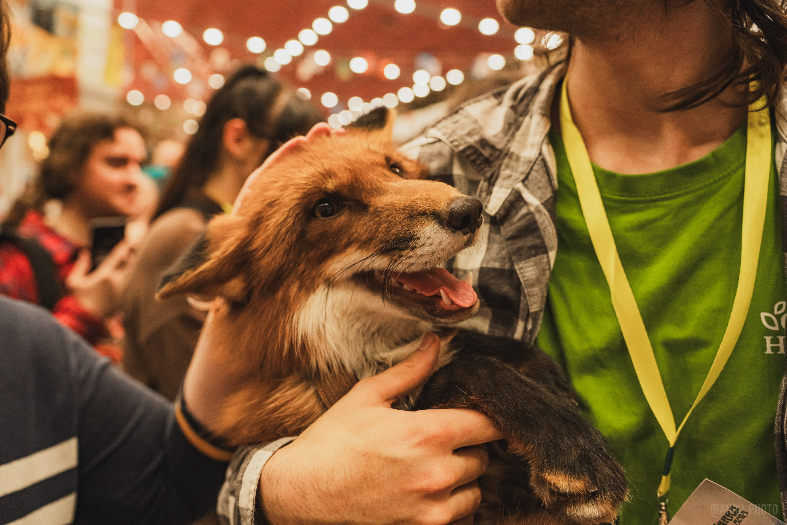 Fox Family fest. Репортажный фотограф Анастасия Рубцова
