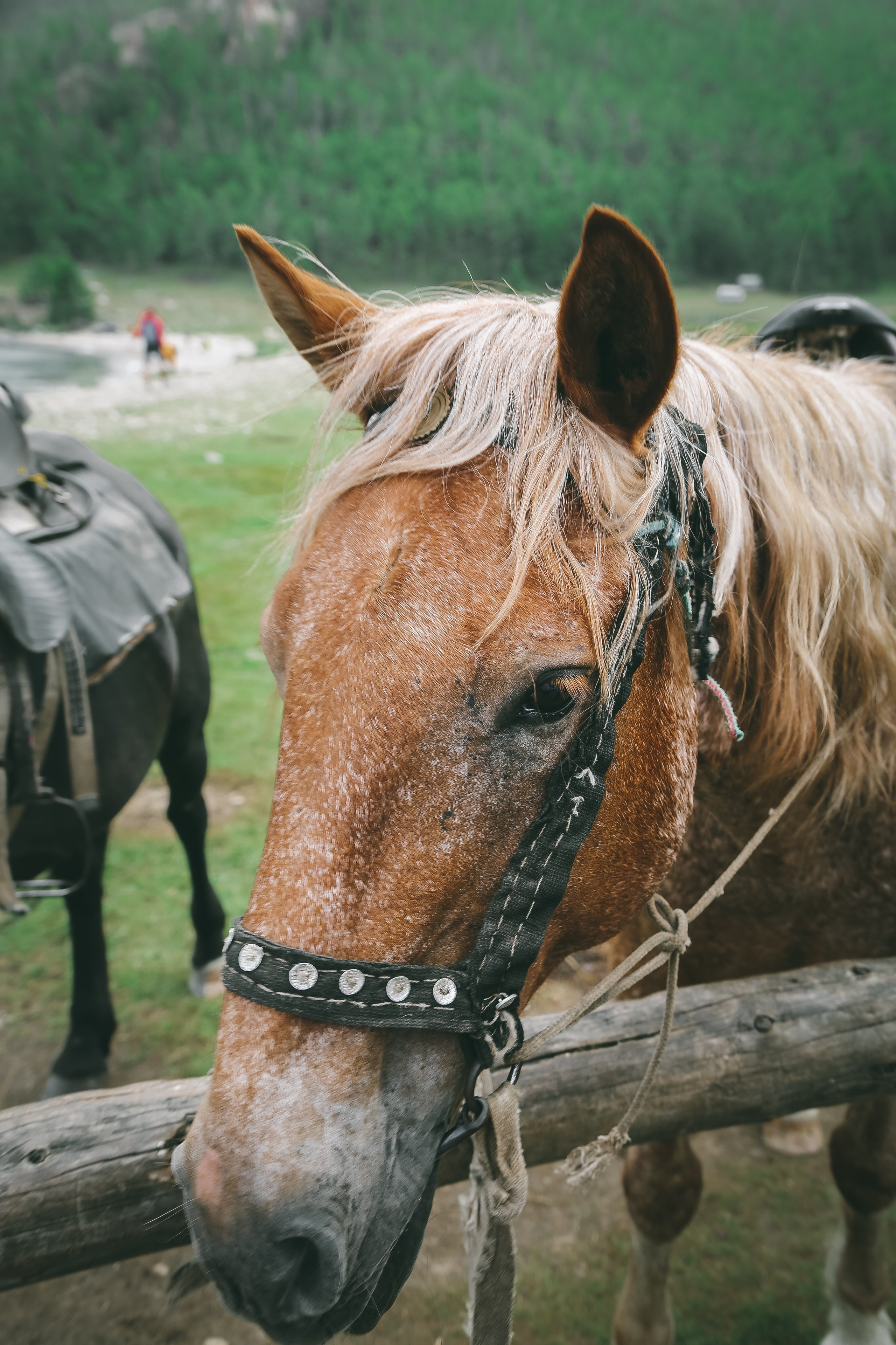 Байкал летний: легенды и святыни. Дарья Письменюк / Darya Leitstern — фотограф, музыкант, журналист, путешественник