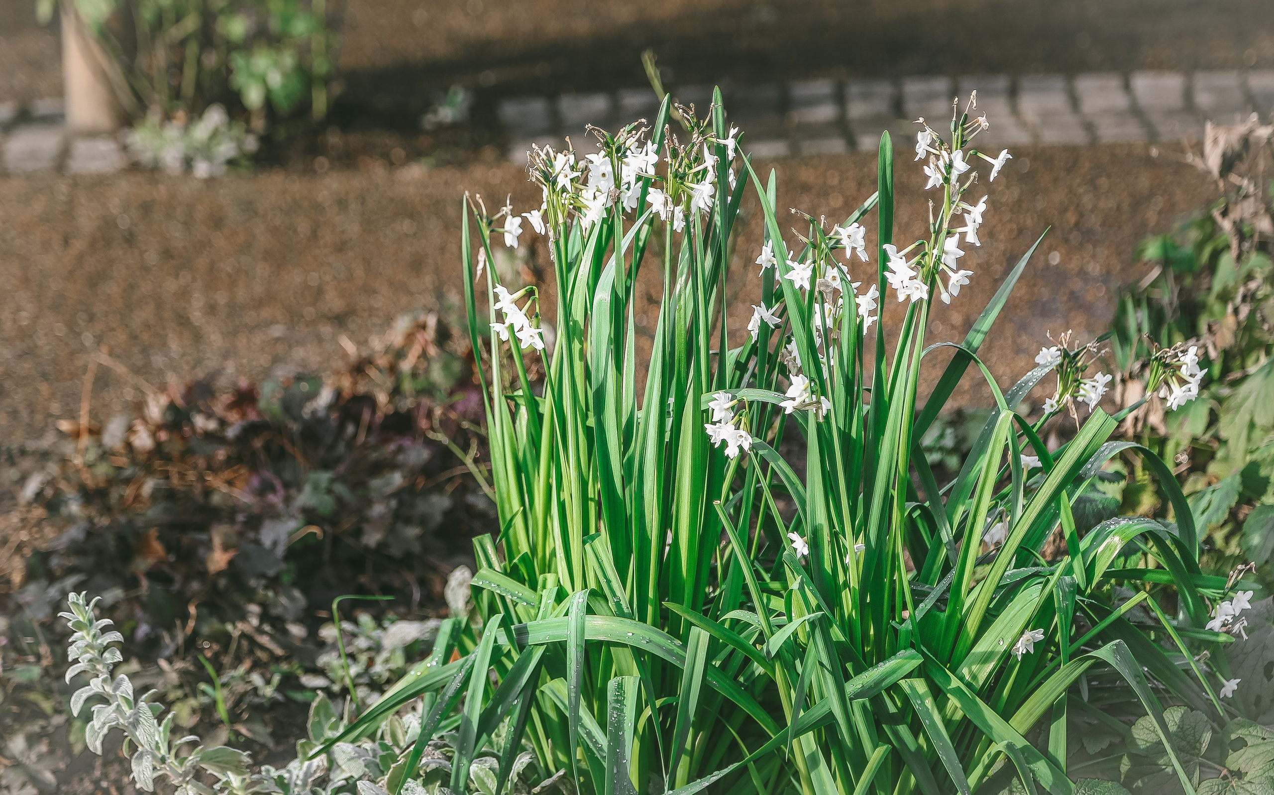 Англия: Лондон цветущий. Дарья Письменюк / Darya Leitstern — фотограф, музыкант, журналист, путешественник
