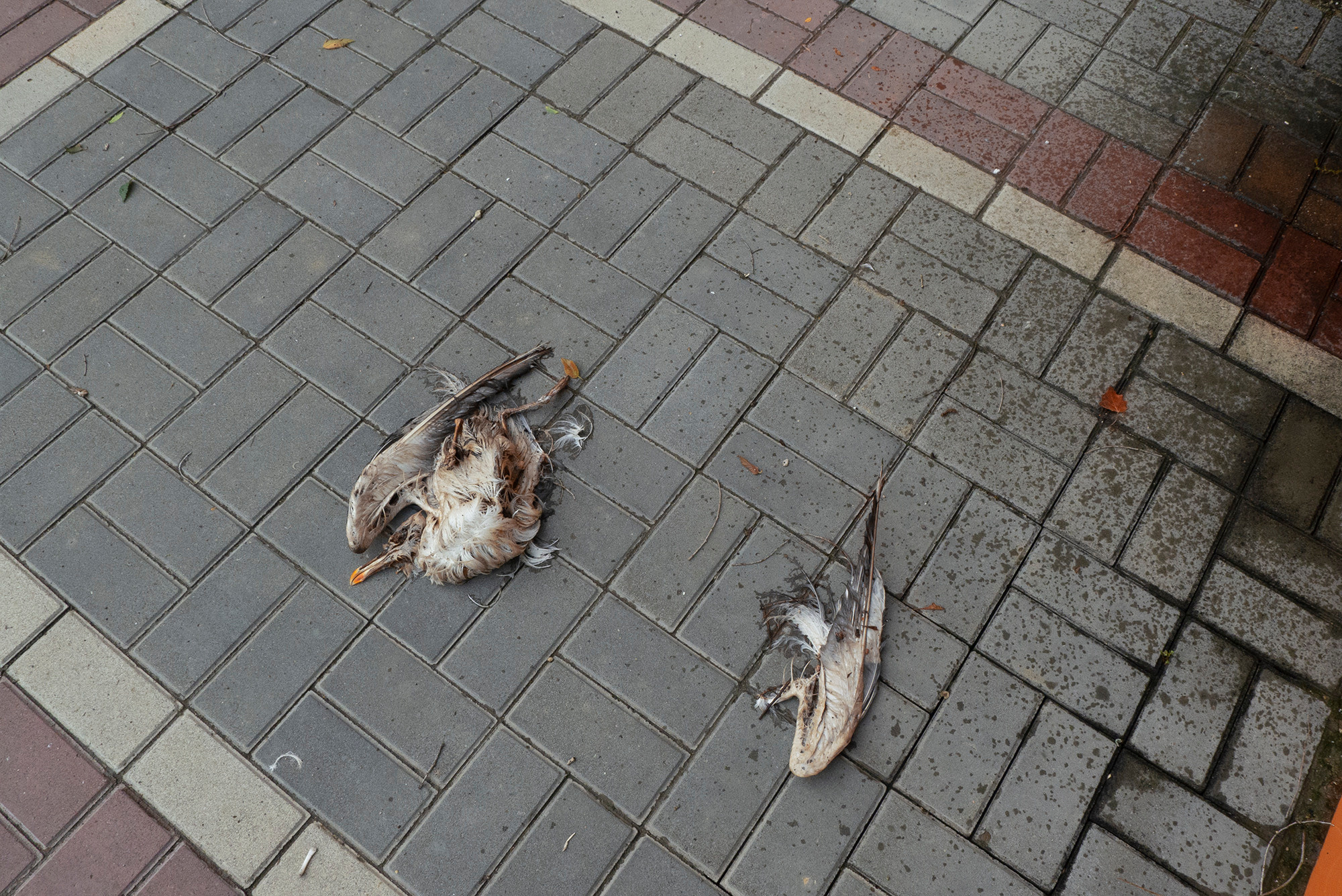 Second horseman. Alexander Zorin