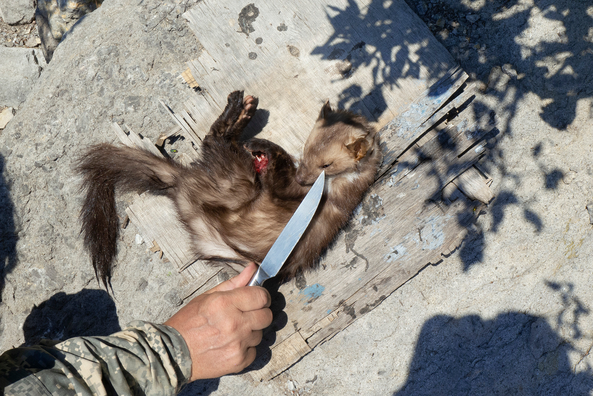 Second horseman. Alexander Zorin