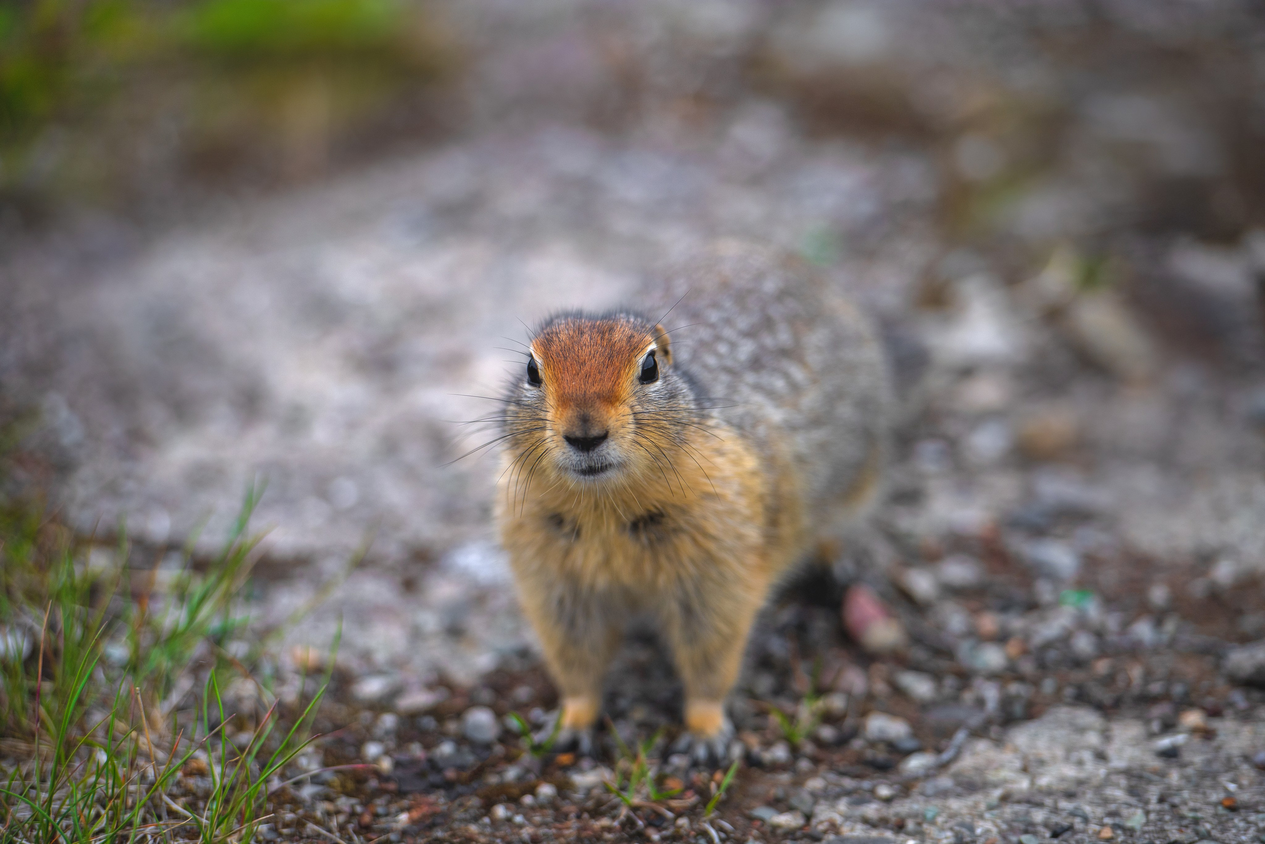 Камчатка. Фотограф в Санкт-Петербурге Вихтинский Николай