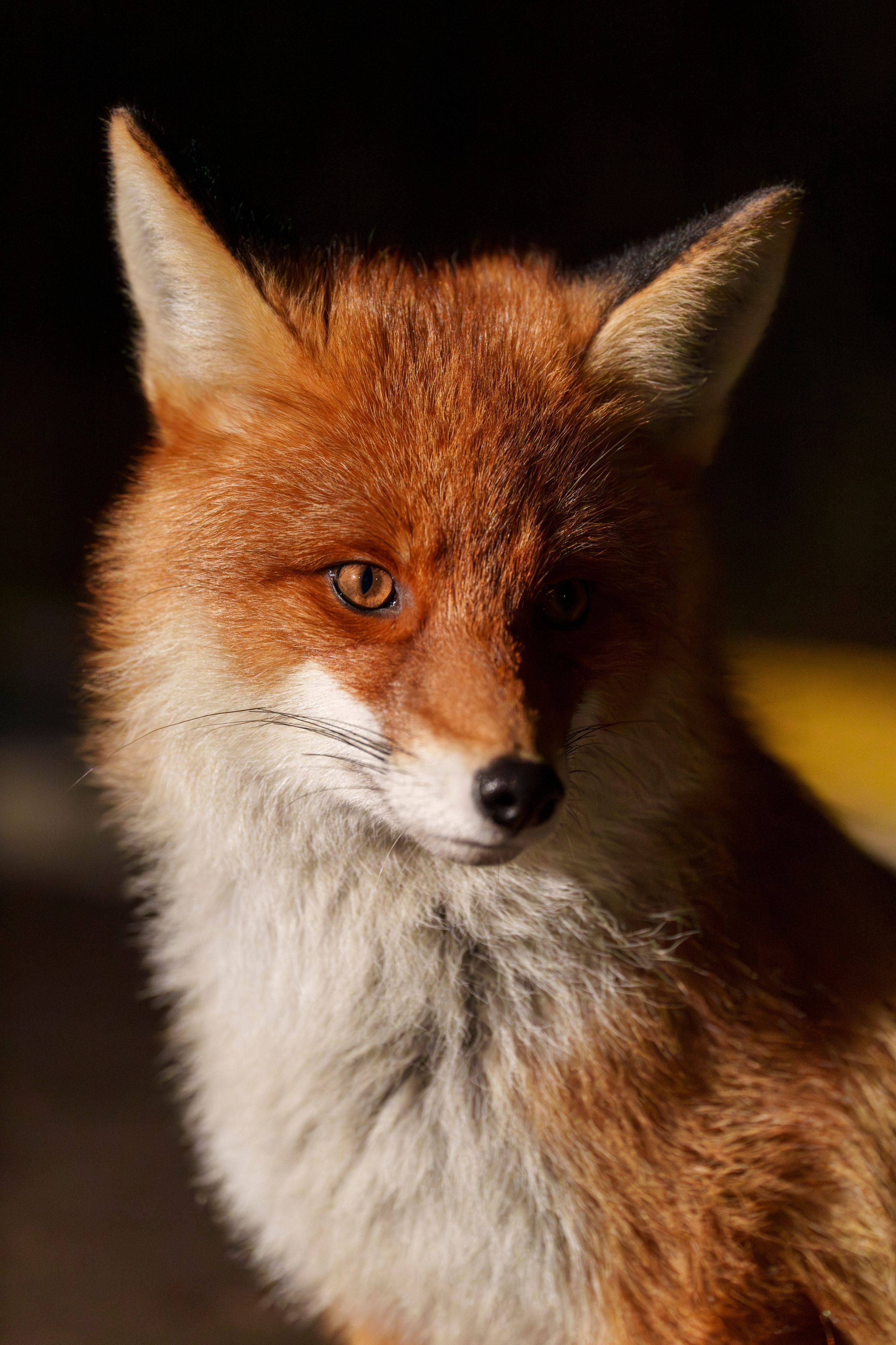 Animals — Животные