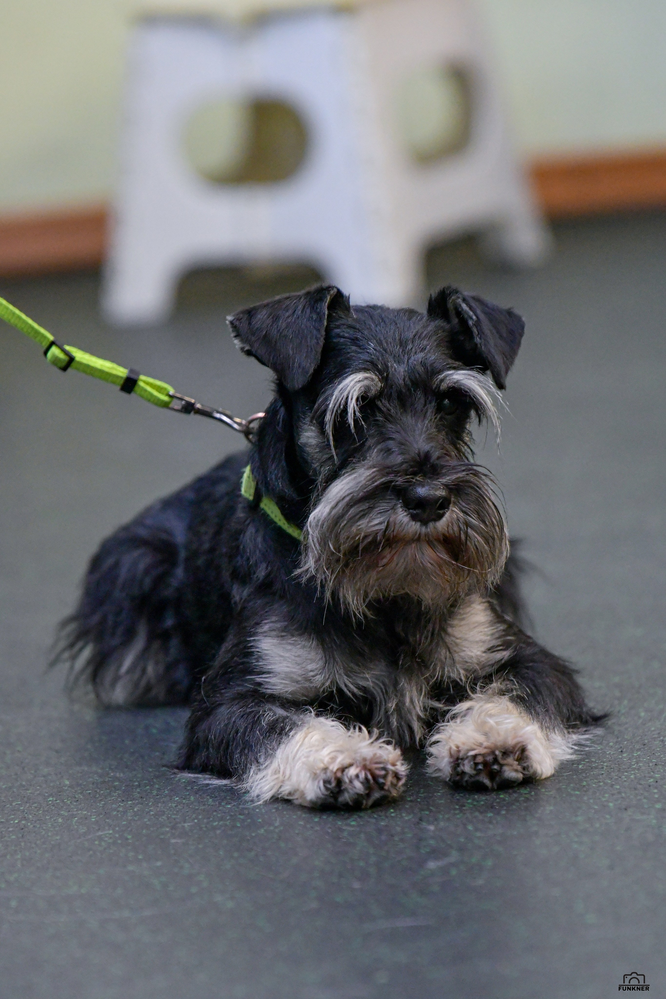 Кинологический клуб «Бодрый хвост». Свой взгляд через объектив