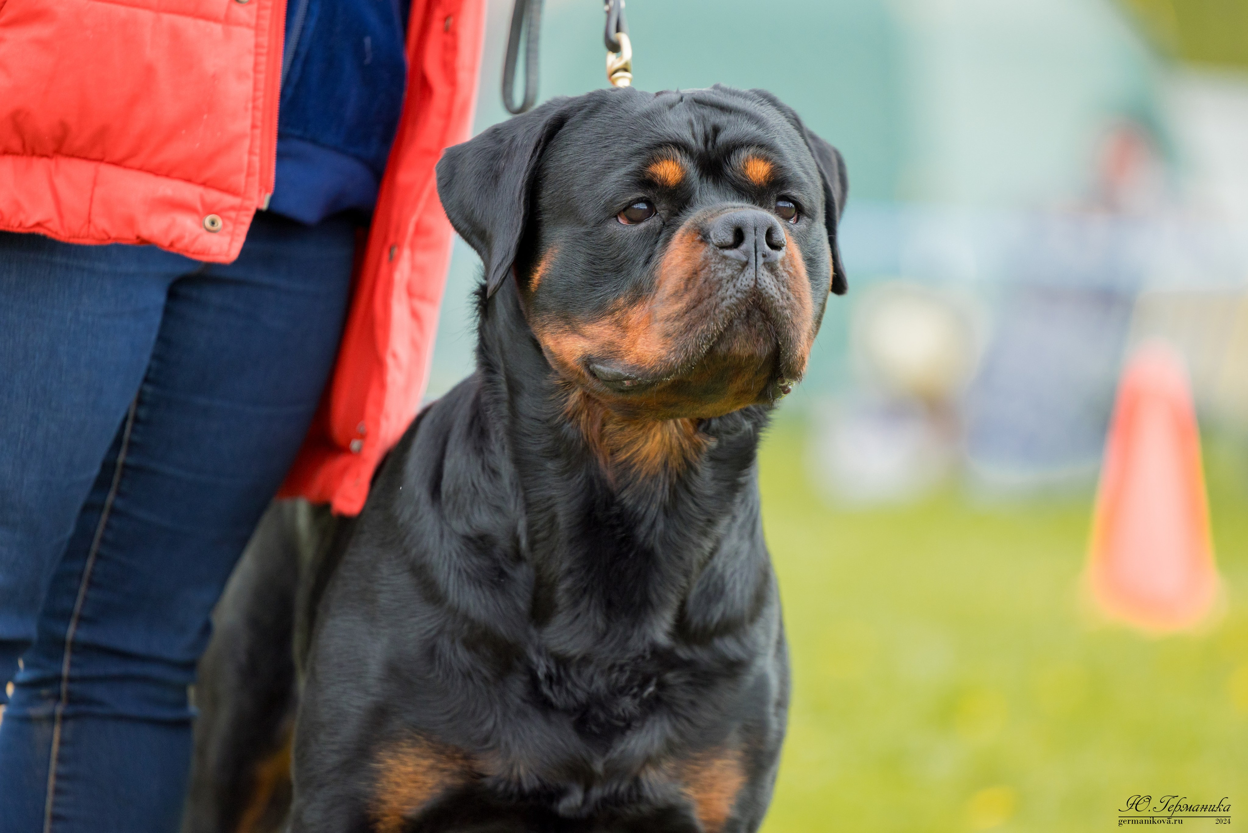 Нижний Новгород 11-12.05.2024 моно ротвейлеров. Фотограф-анималист Юлия Германика