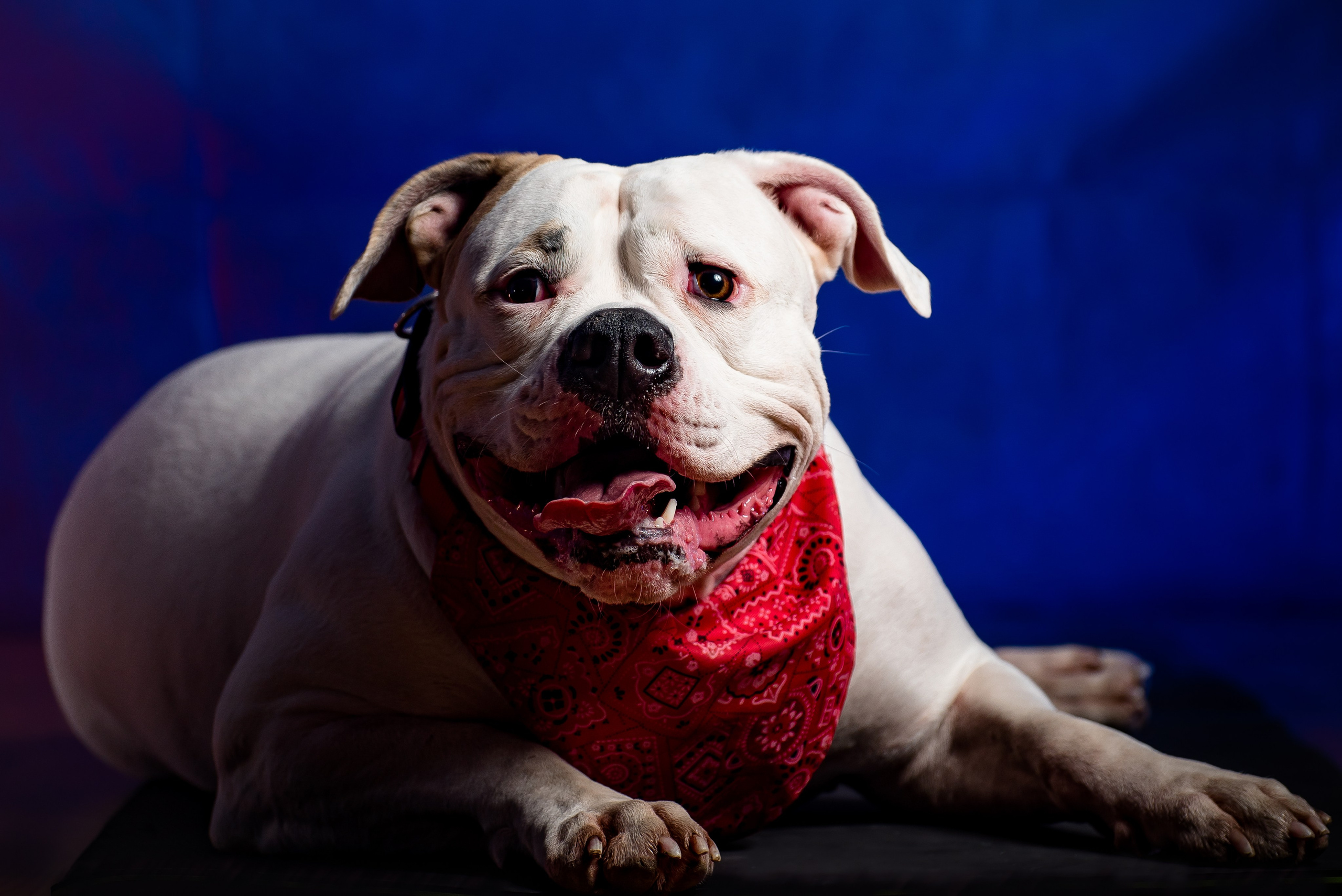 Фотограф собак. Фотограф Макс Огурцов в Нижнем Новгороде