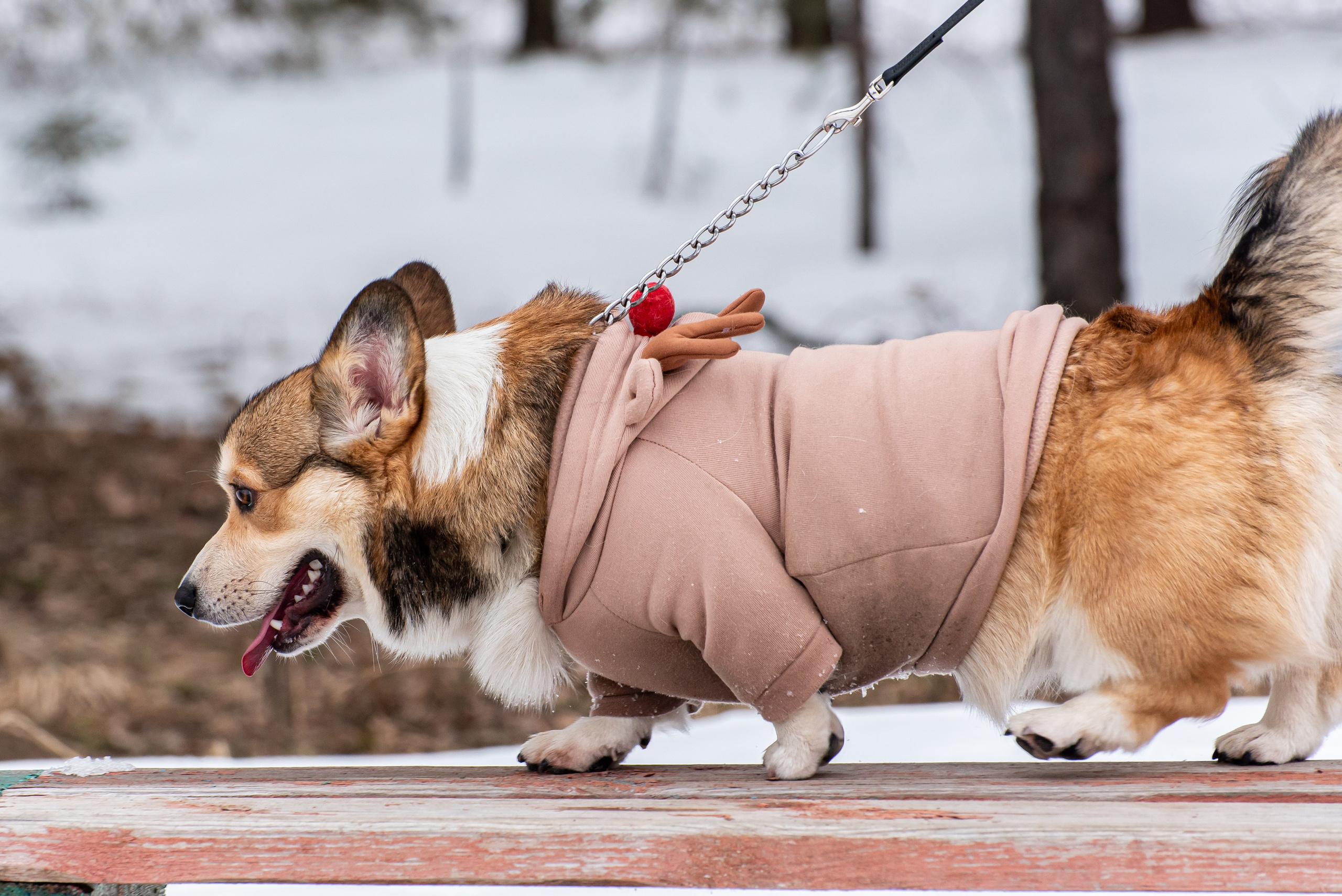 Фотосъёмка с собаками в Кинологическом лагере. Фотограф Макс Огурцов в Нижнем Новгороде